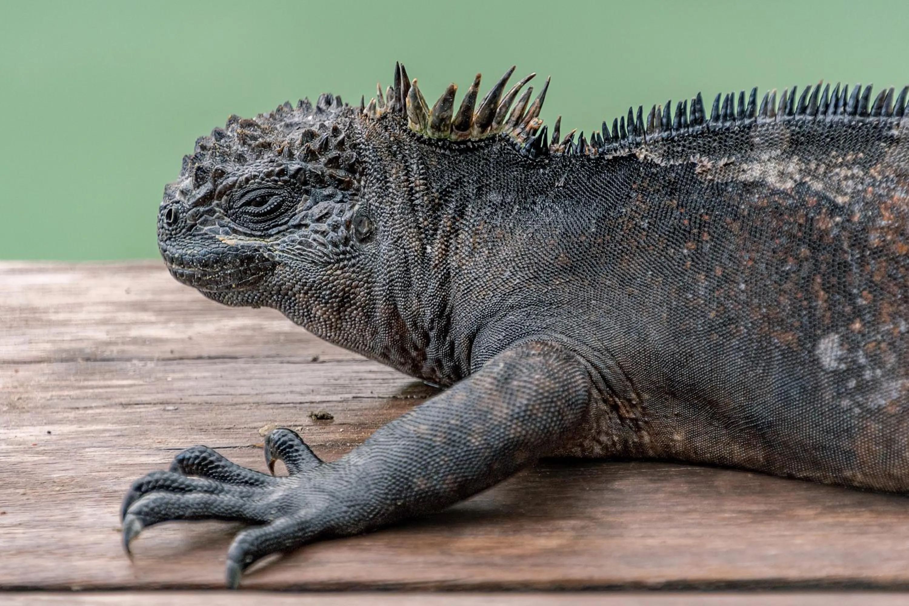 Balcony/Terrace in Blu Galapagos Sustainable Waterfront Lodge