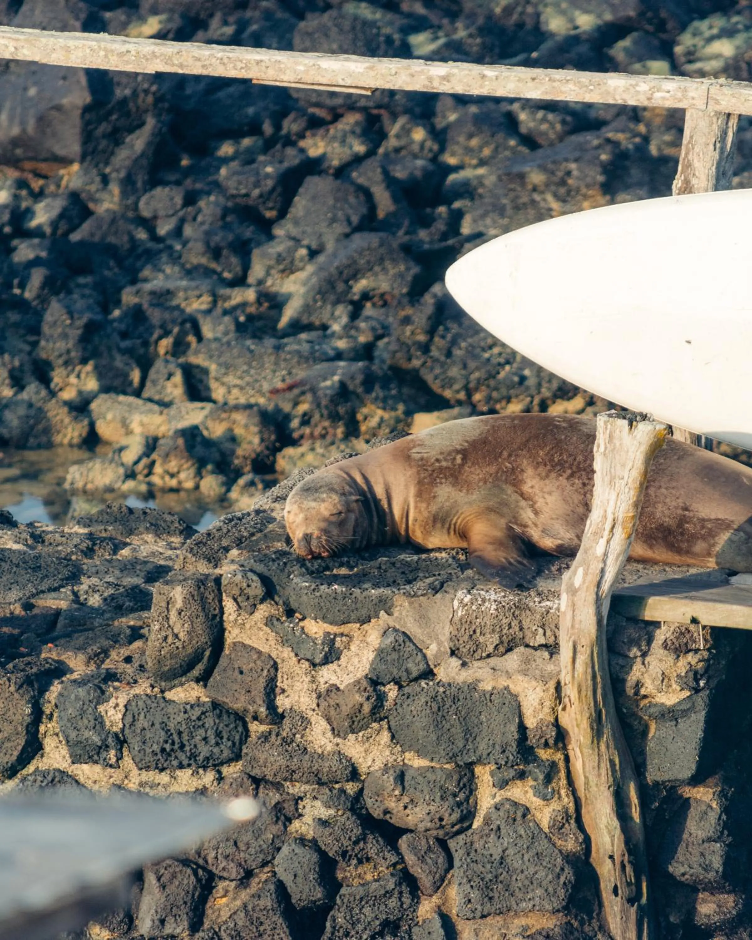 Animals in Blu Galapagos Sustainable Waterfront Lodge