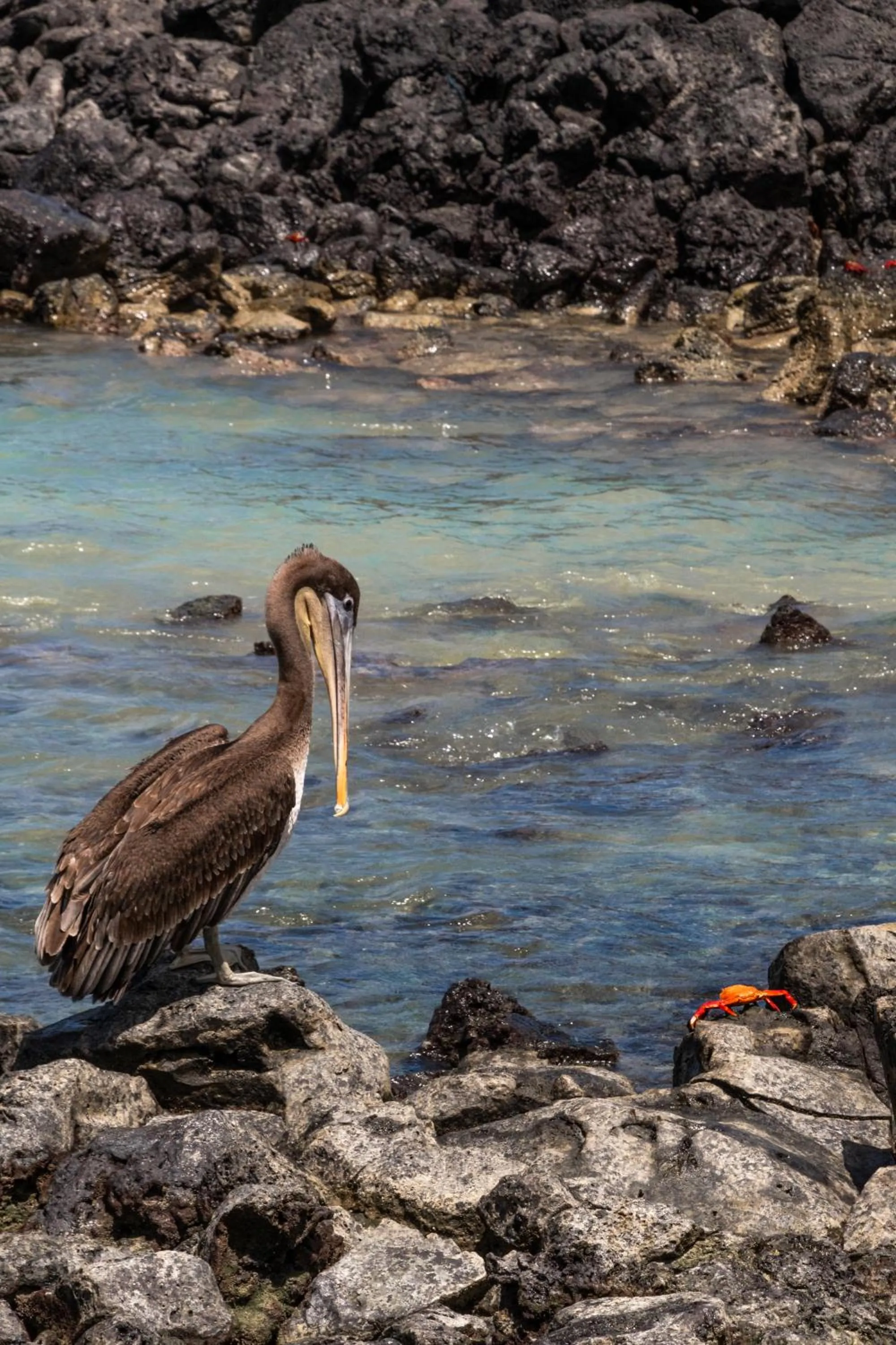 Natural landscape in Blu Galapagos Sustainable Waterfront Lodge