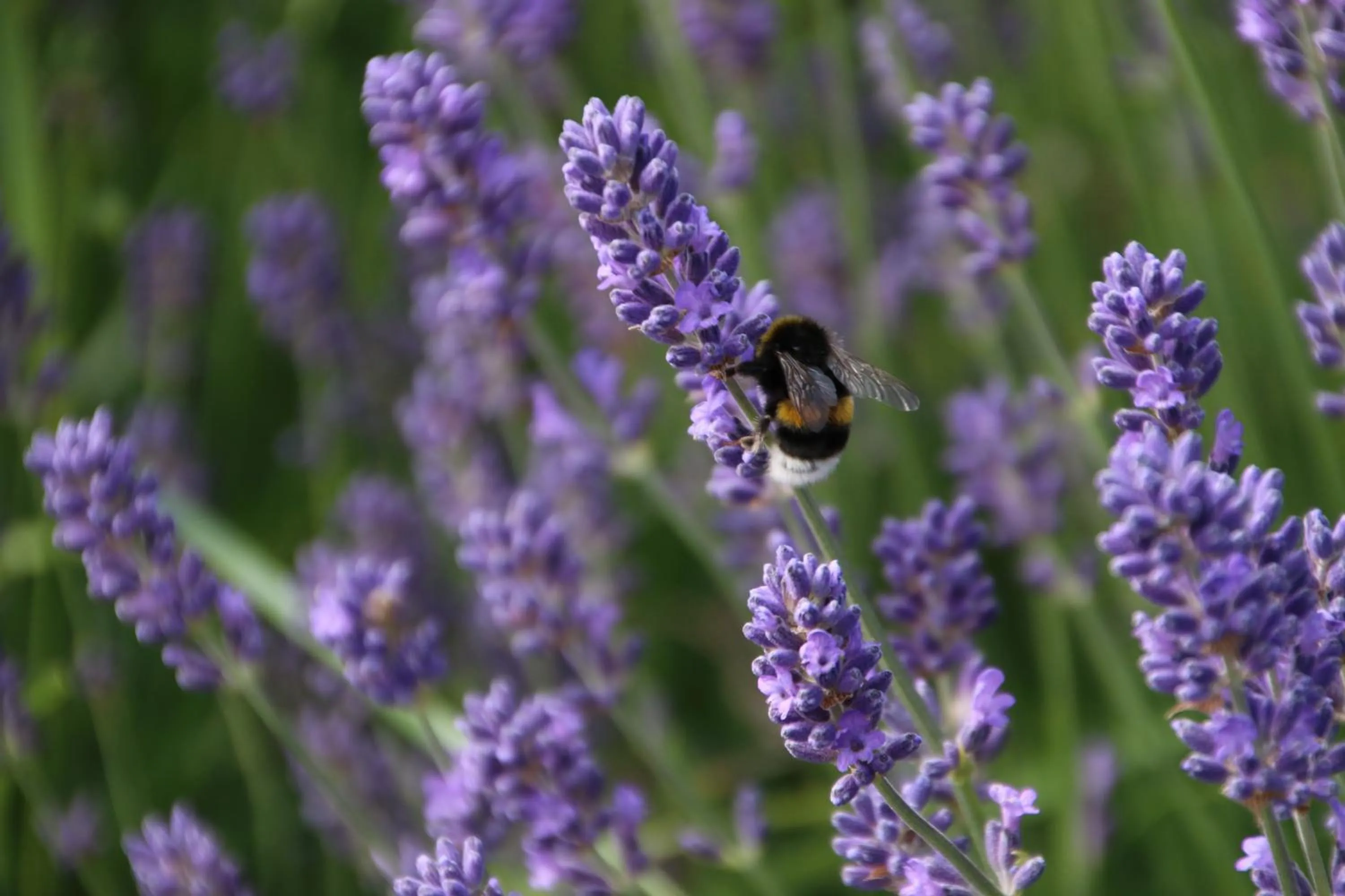 Garden in Örums Nygård Gårdshotell
