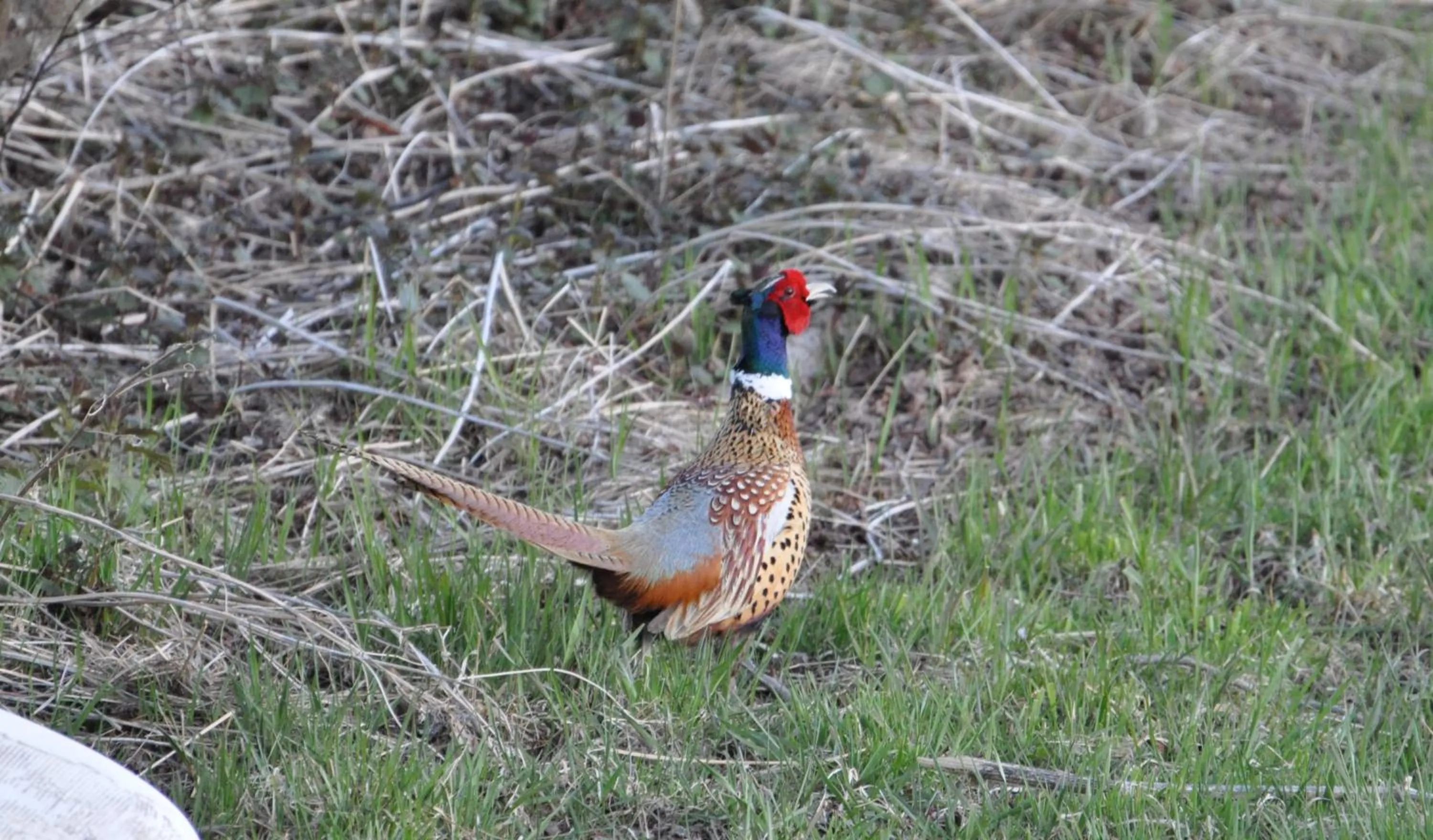 Animals in Homerhome