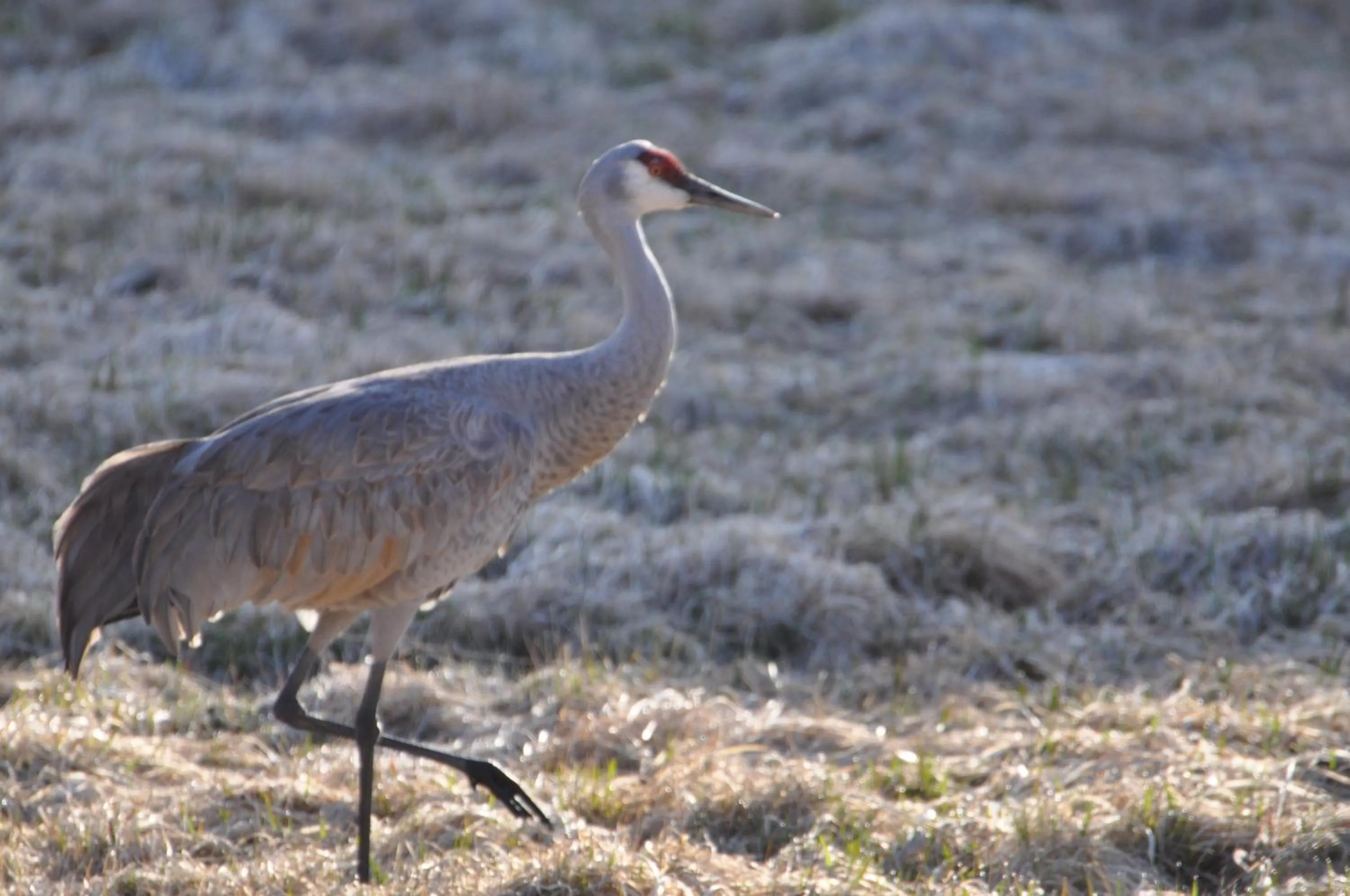 Property building in Homerhome