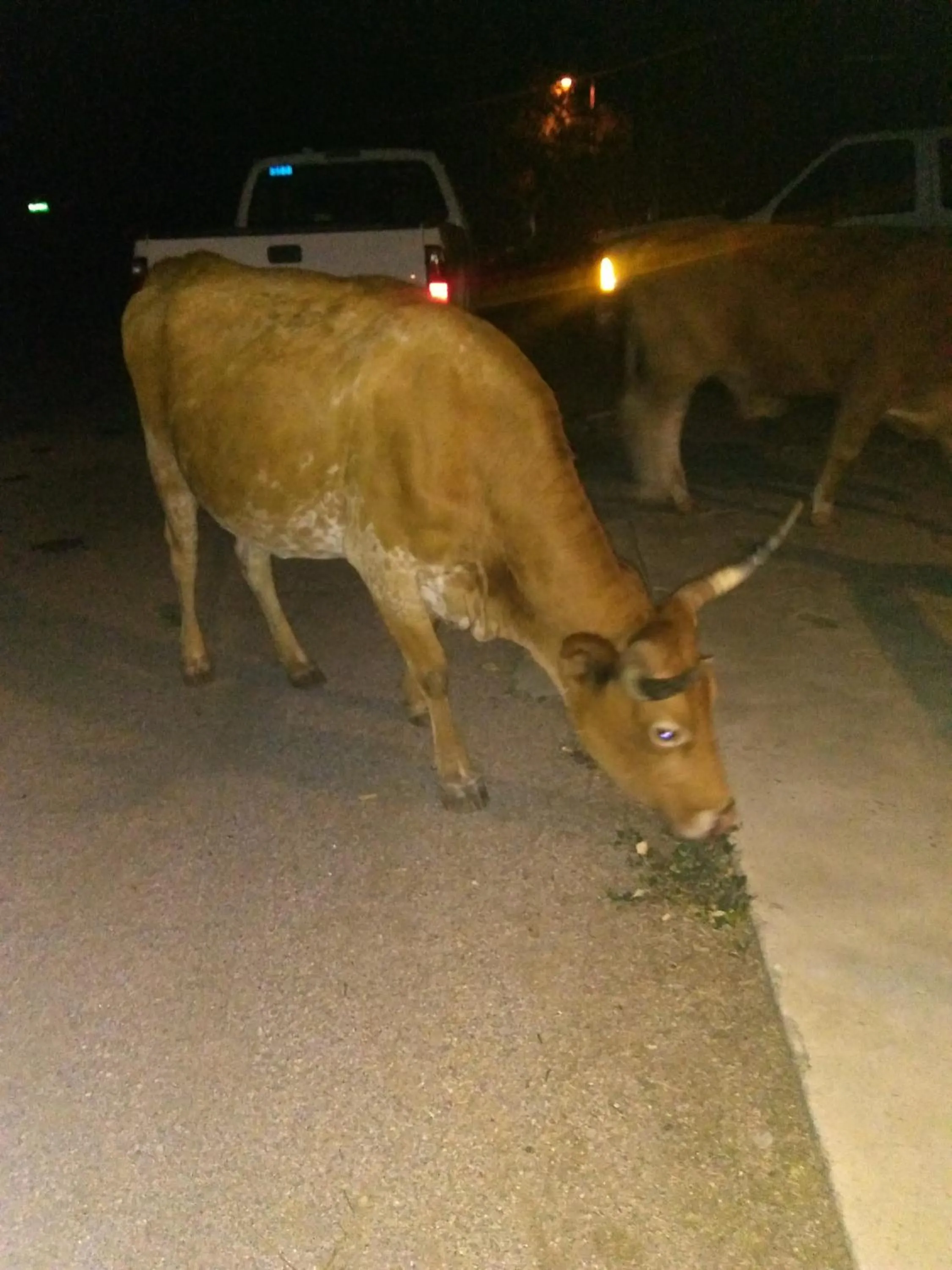 Grand Canyon West Hotel Sheps Miners Inn