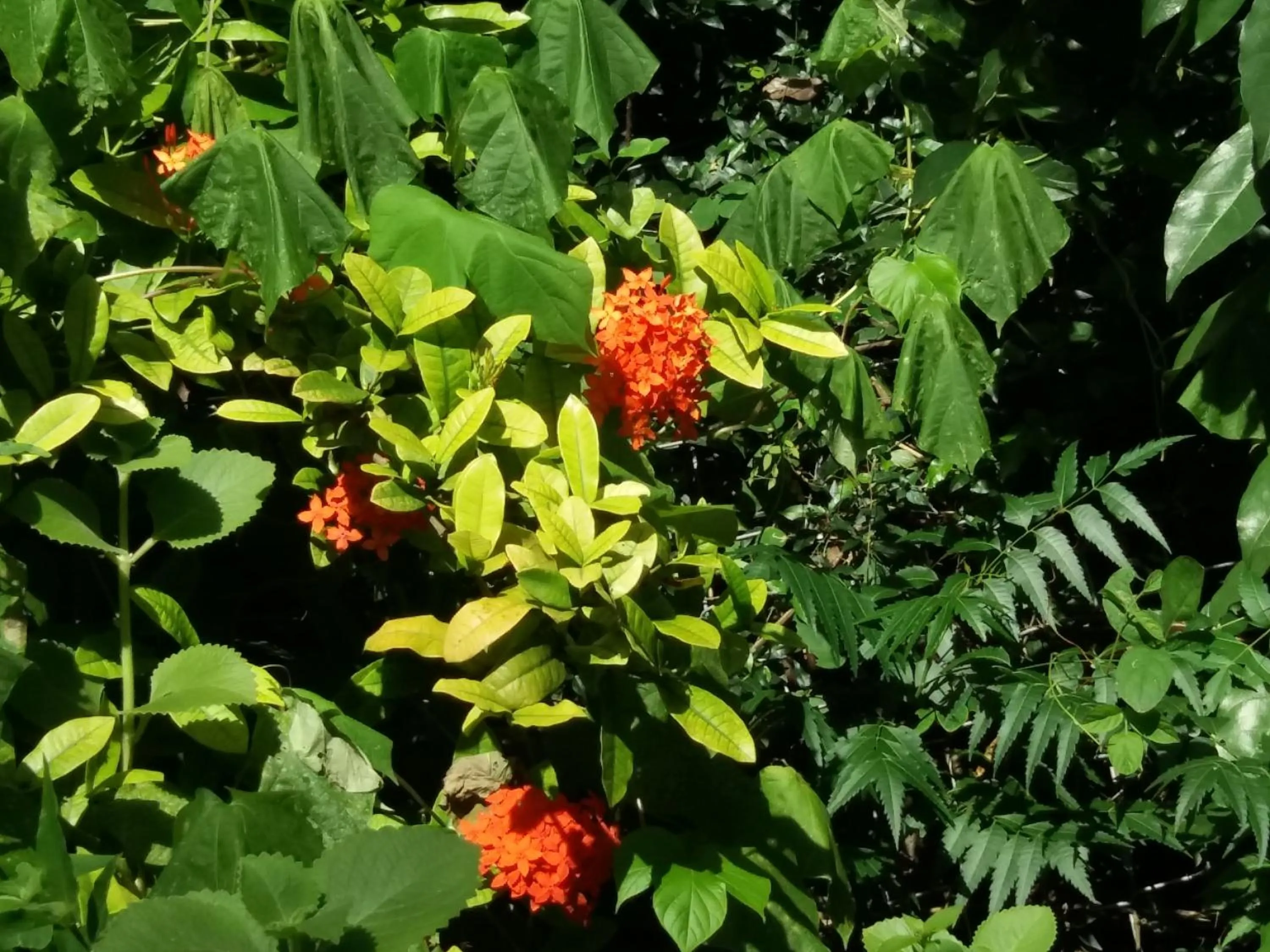 Garden in Reef View Pavilions - Villas & Condos