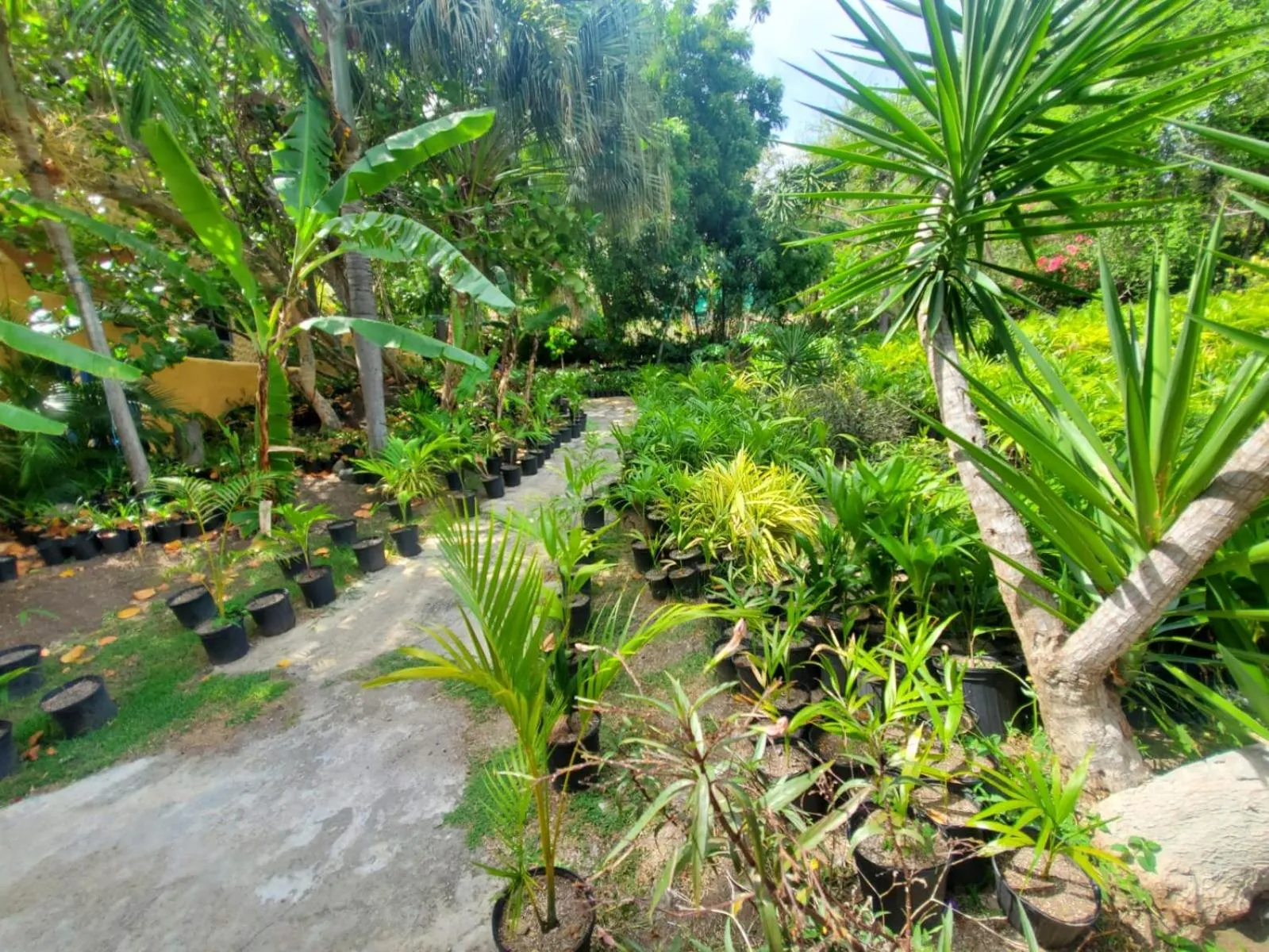 Garden in Reef View Pavilions - Villas & Condos