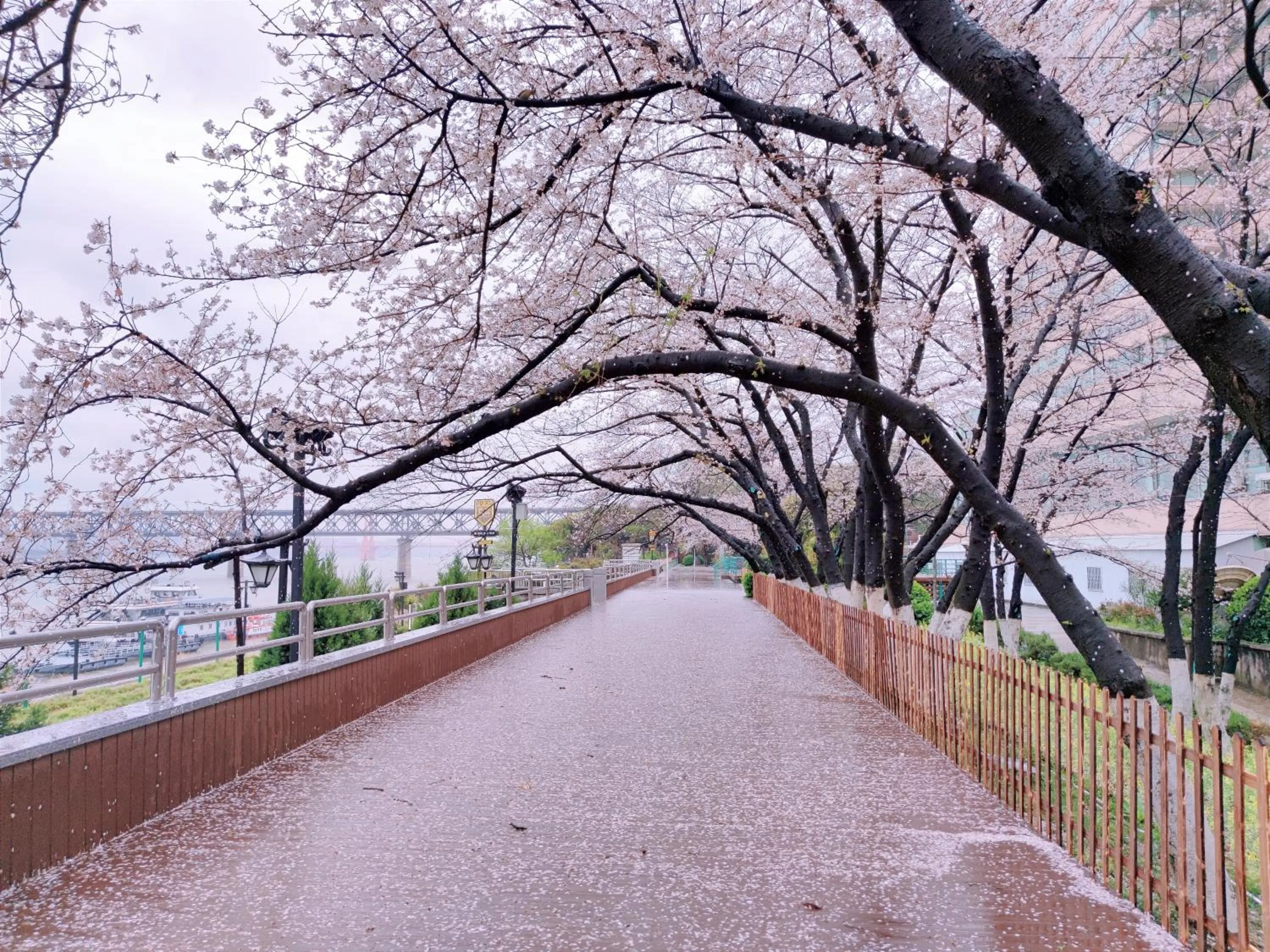 Spring in Holiday Inn Wuhan Riverside by IHG