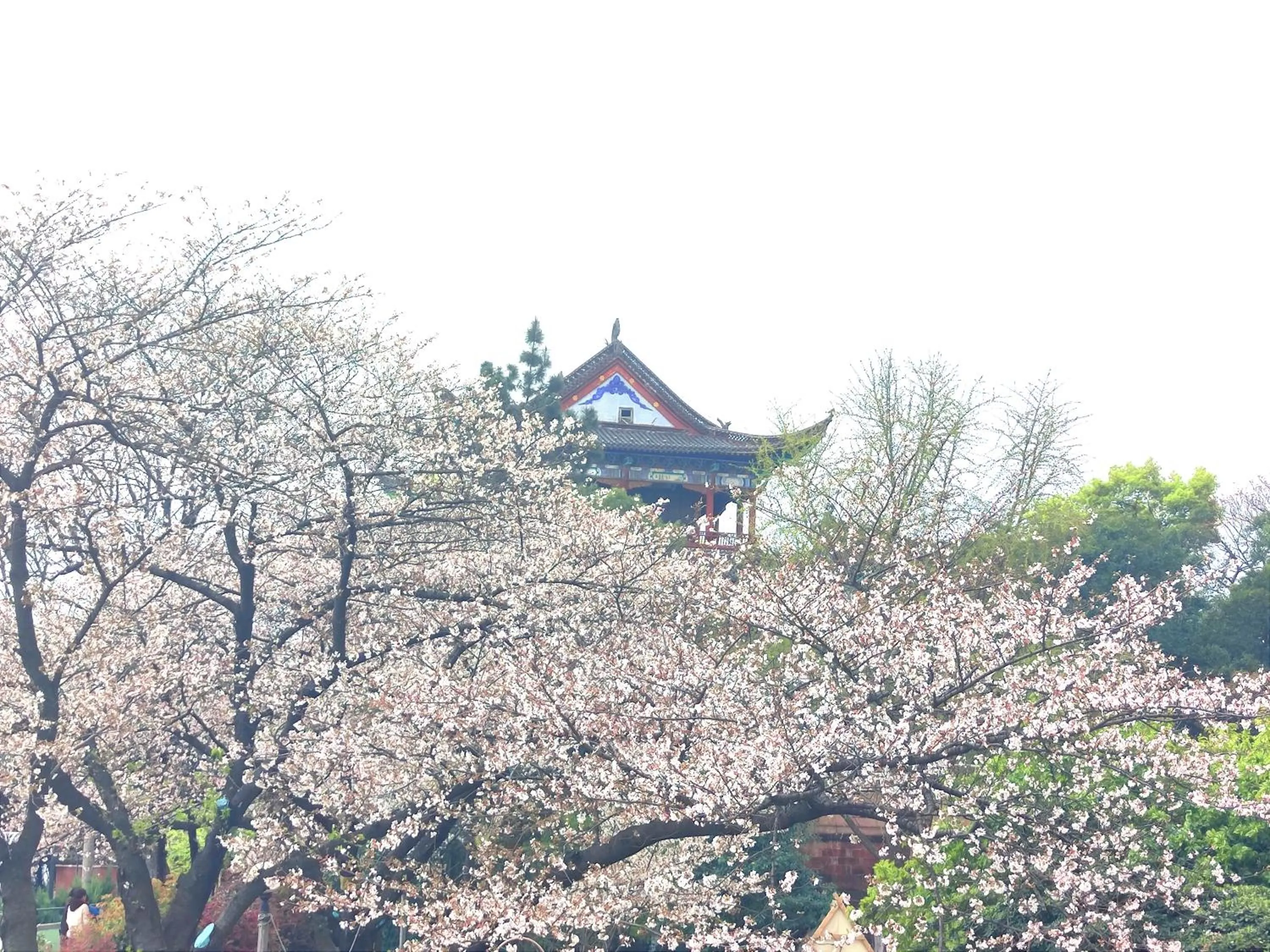 Spring in Holiday Inn Wuhan Riverside by IHG