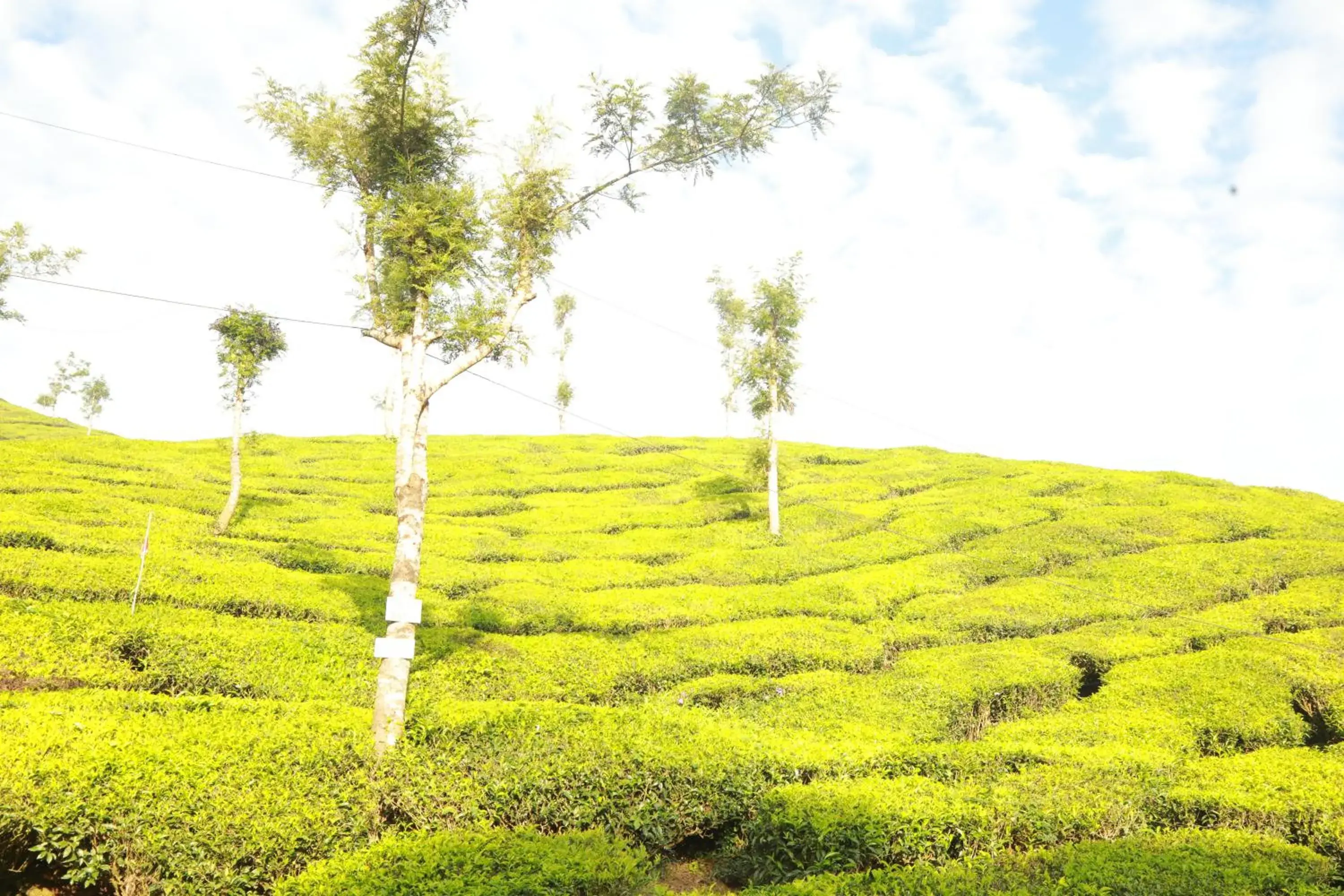 View (from property/room) in Casa Montana Munnar View (from property/room) in Casa Montana Munnar