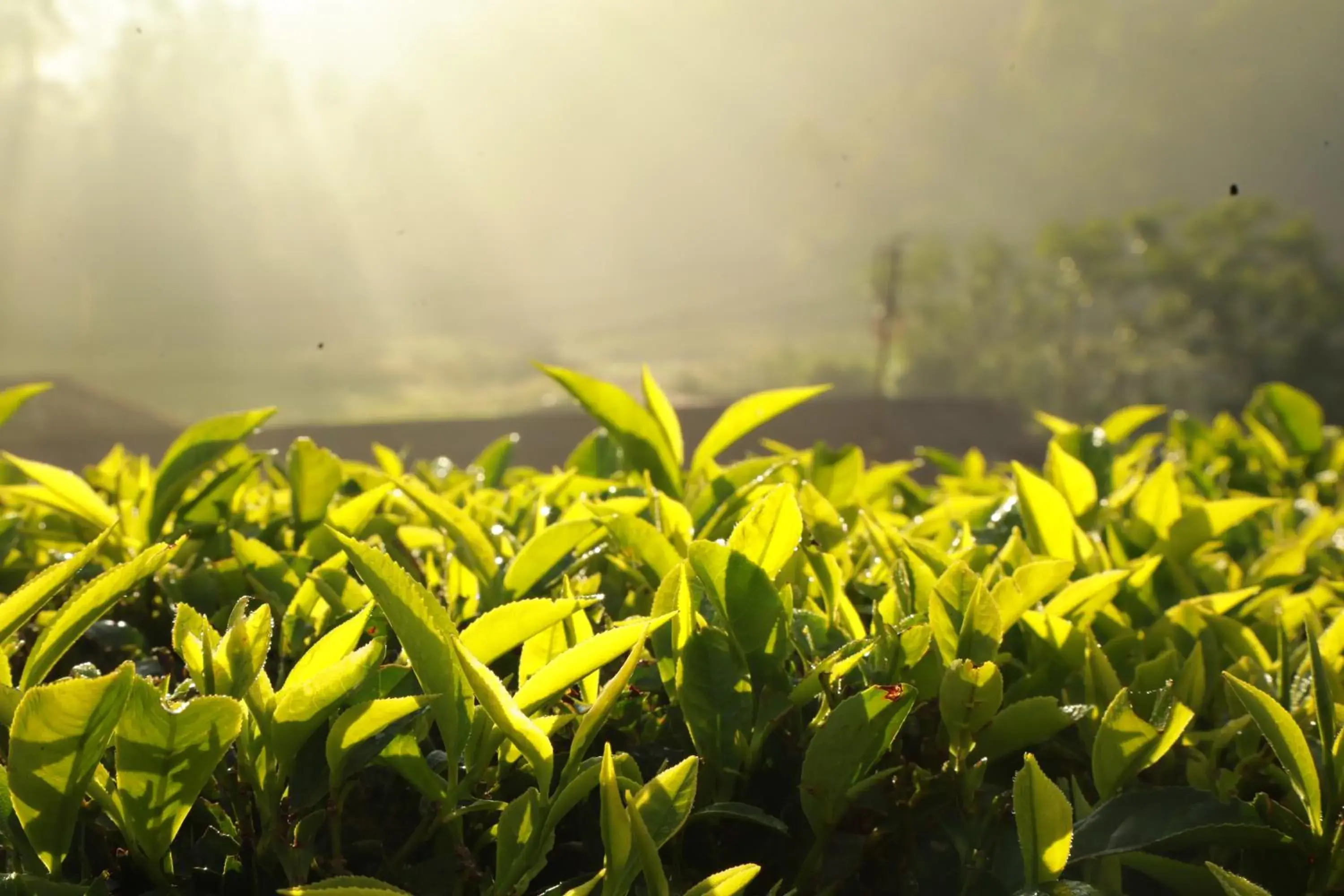 View (from property/room) in Casa Montana Munnar View (from property/room) in Casa Montana Munnar
