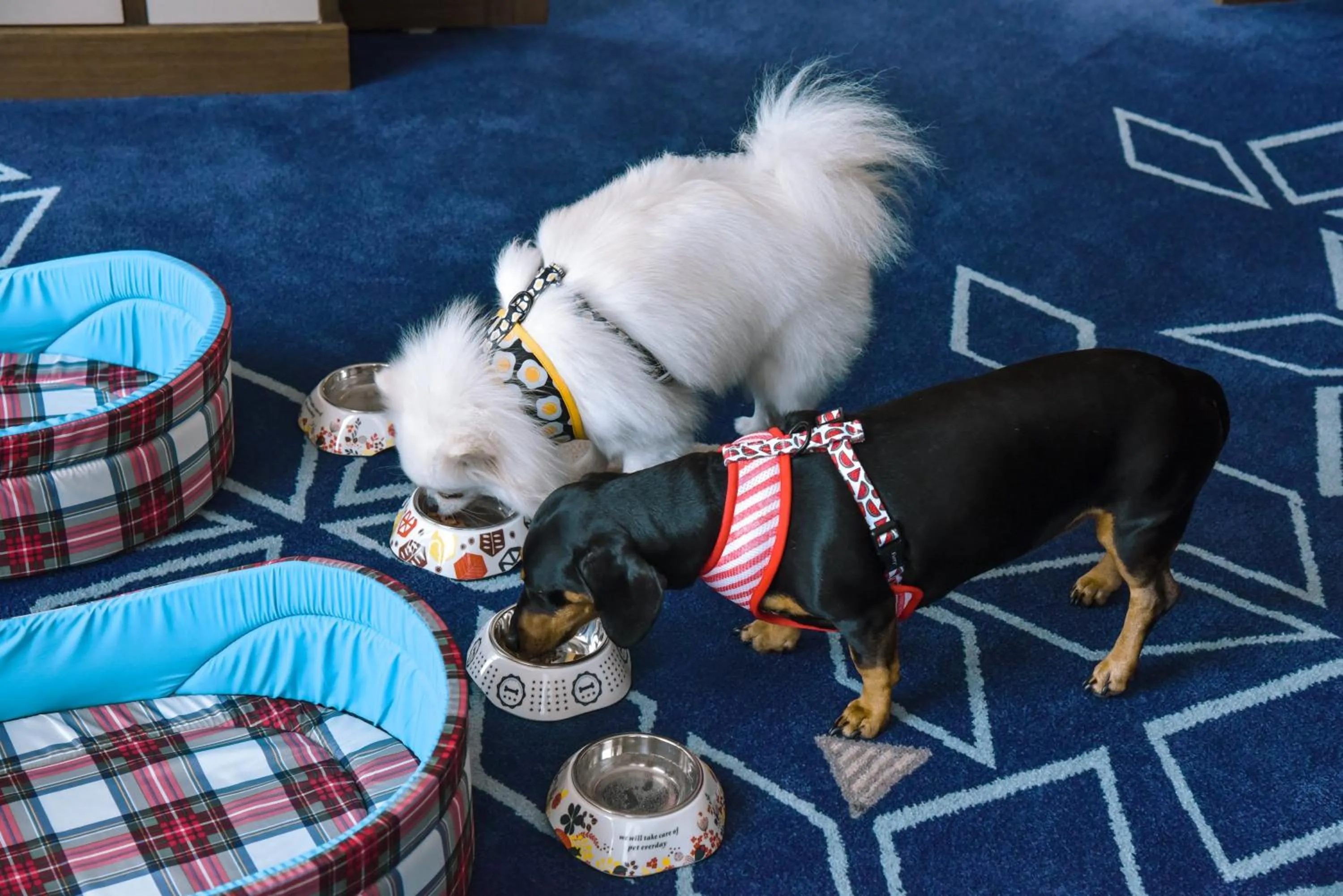 pet friendly in Four Points by Sheraton Danang