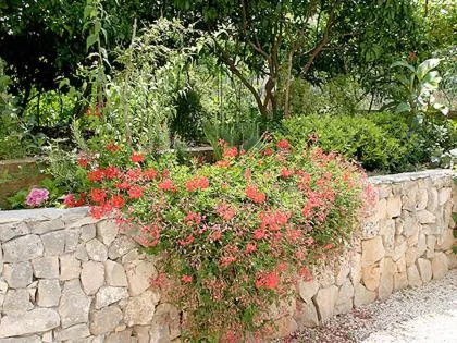 Garden in Apartments Belas