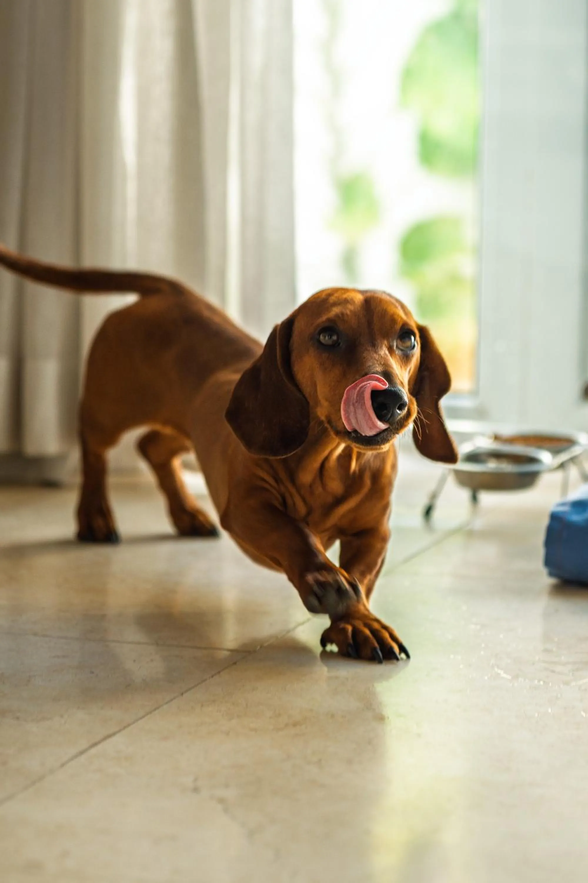 pet friendly in Nacar Hotel Cartagena, Curio Collection by Hilton