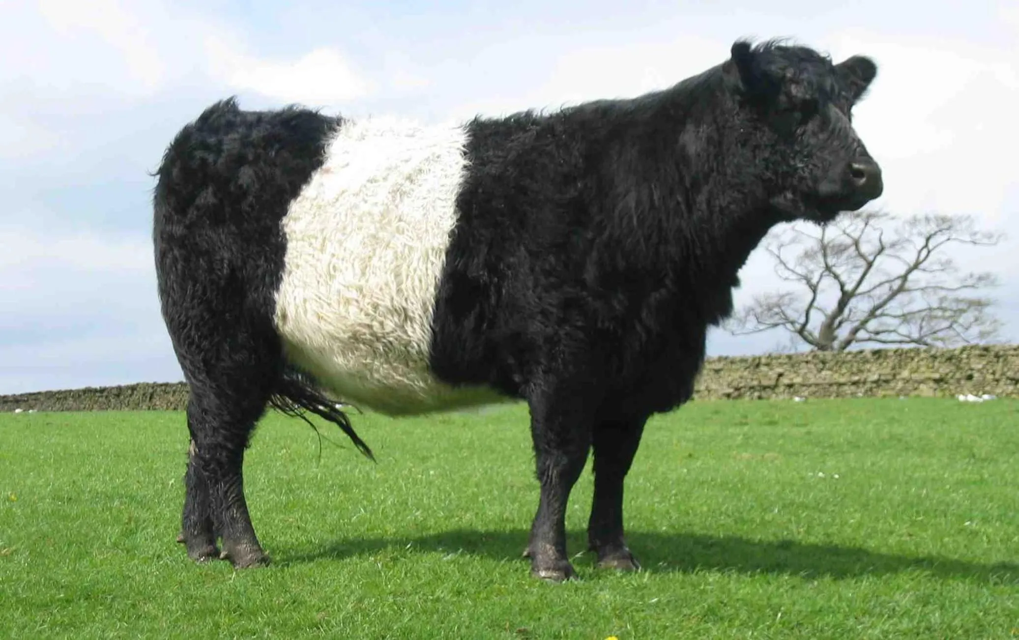 Animals in Camden Maine Stay Inn