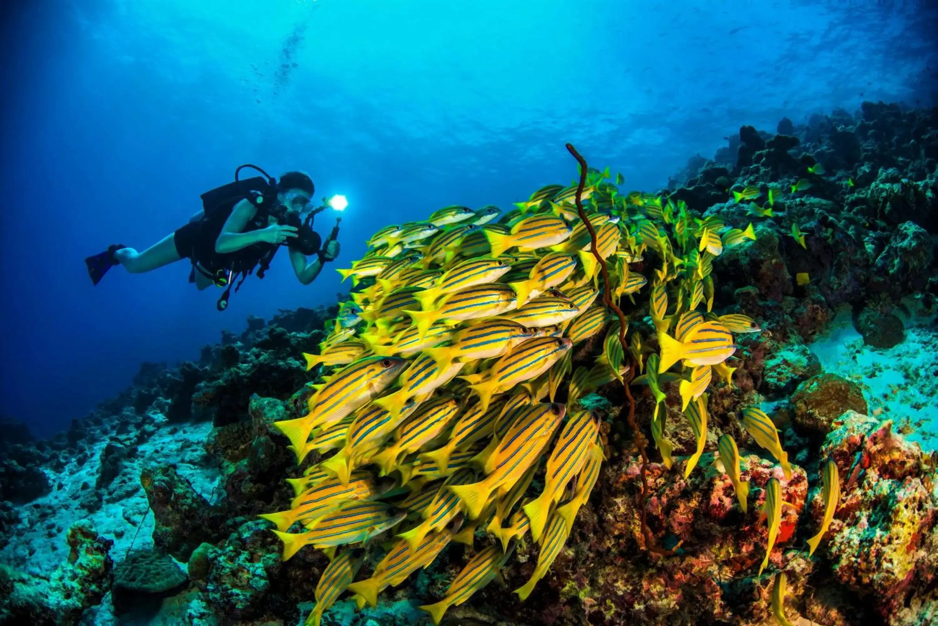 Fitness centre/facilities in Dusit Thani Maldives - 50 percent discount on transfers for stays until 20 Dec 2025 Fitness centre/facilities in Dusit Thani Maldives - 50 percent discount on transfers for stays until 20 Dec 2025