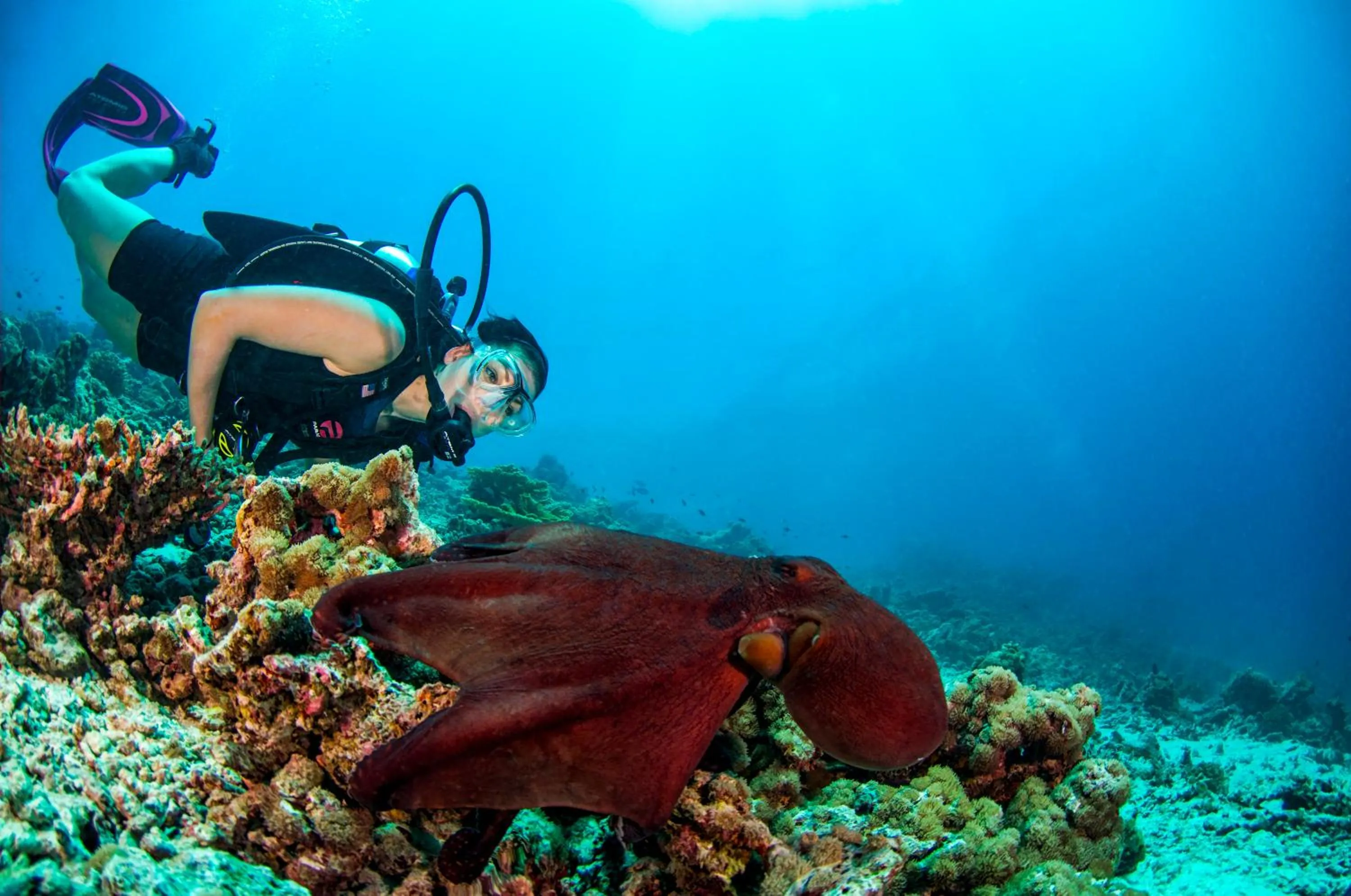 Diving in Dusit Thani Maldives - 50 percent discount on transfers for stays until 20 Dec 2025