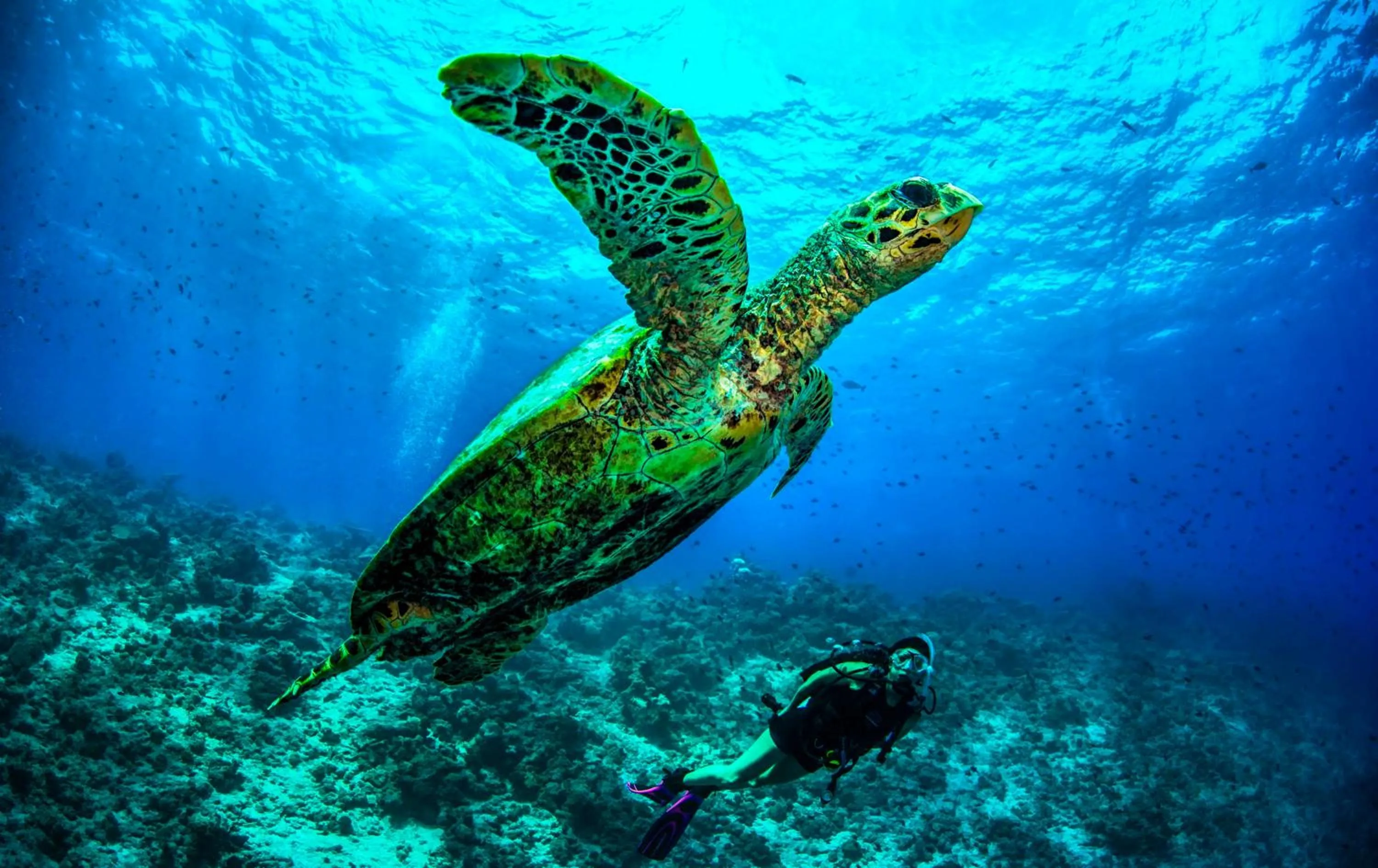 Fitness centre/facilities in Dusit Thani Maldives - 50 percent discount on transfers for stays until 20 Dec 2025