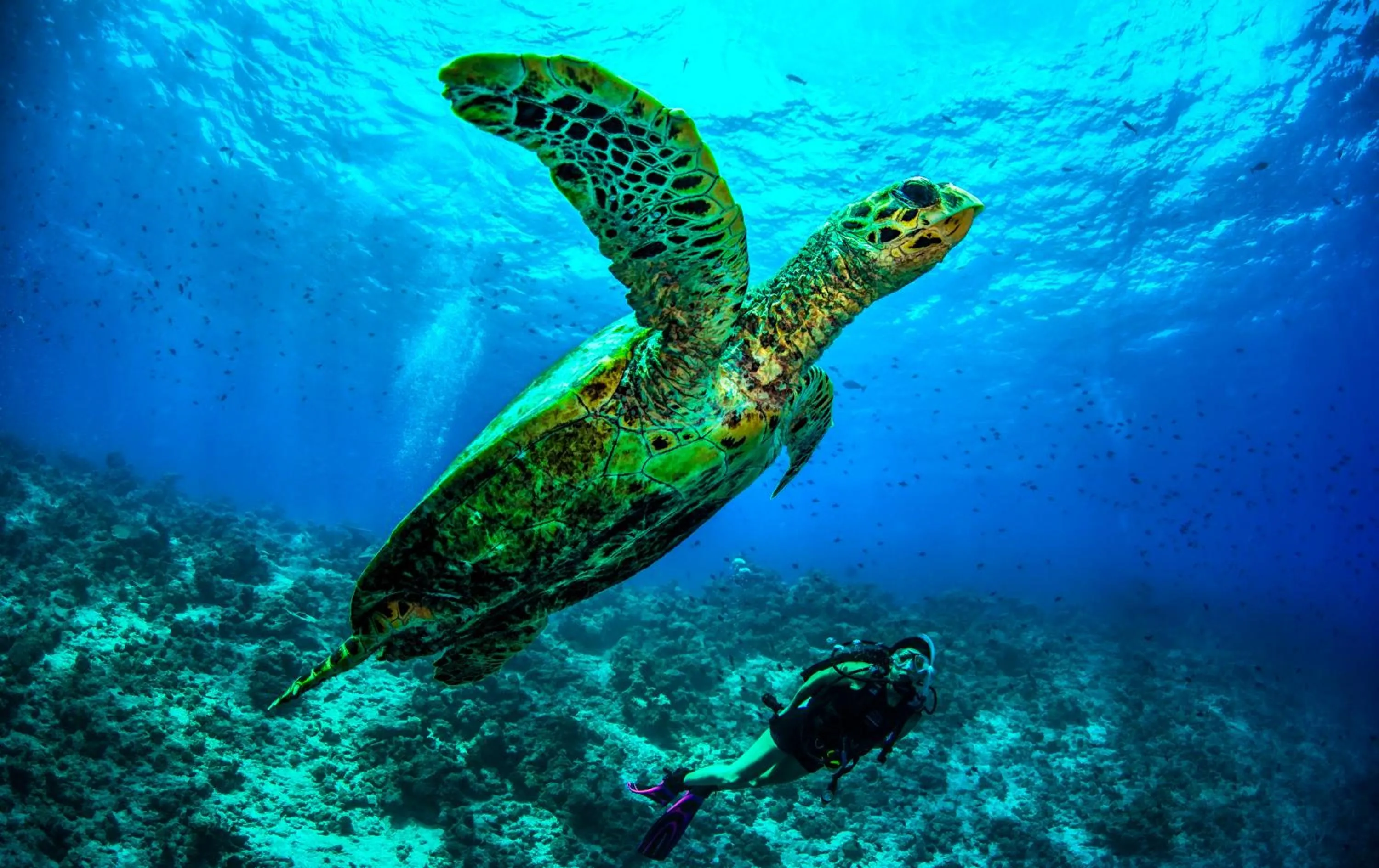 Natural landscape in Dusit Thani Maldives - 50 percent discount on transfers for stays until 20 Dec 2025