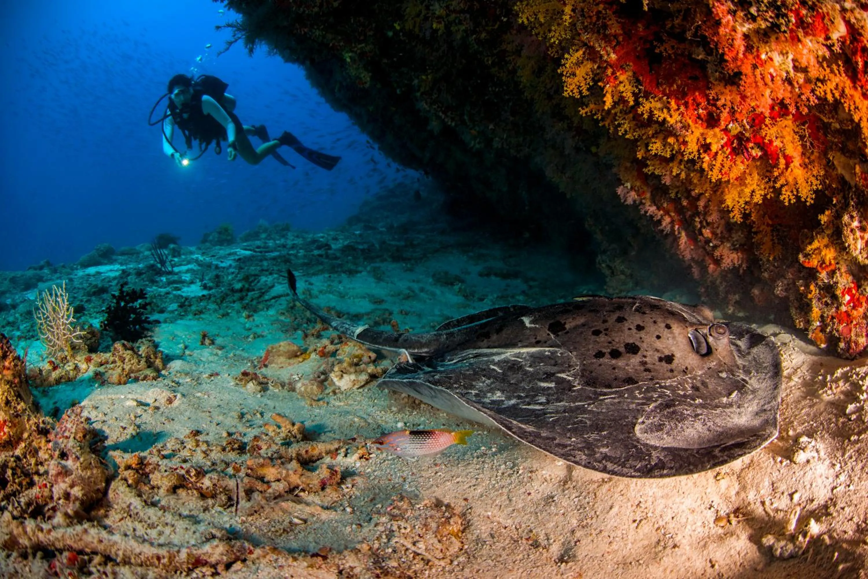 Natural landscape in Dusit Thani Maldives - 50 percent discount on transfers for stays until 20 Dec 2025