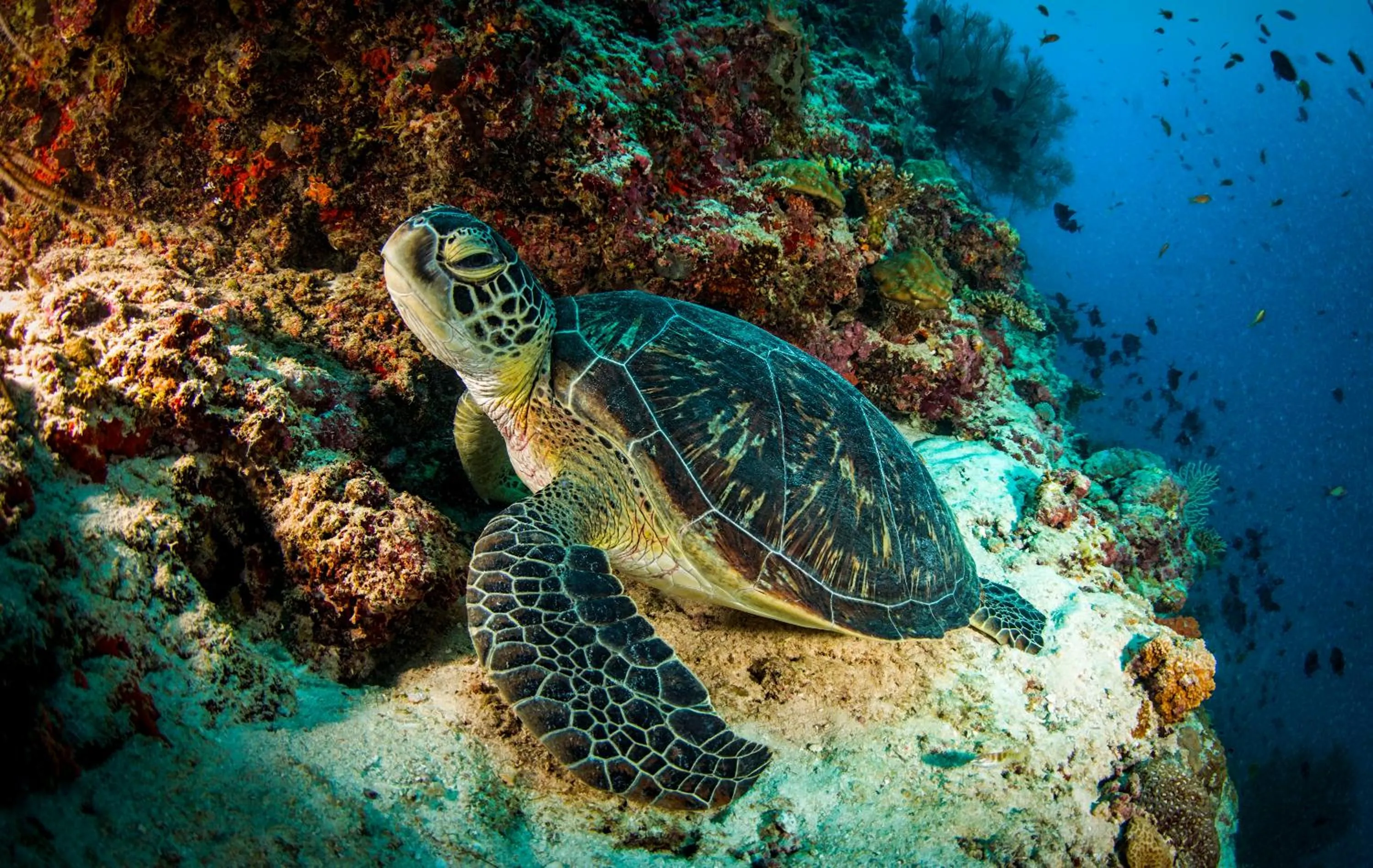 Snorkeling in Dusit Thani Maldives - 50 percent discount on transfers for stays until 20 Dec 2025