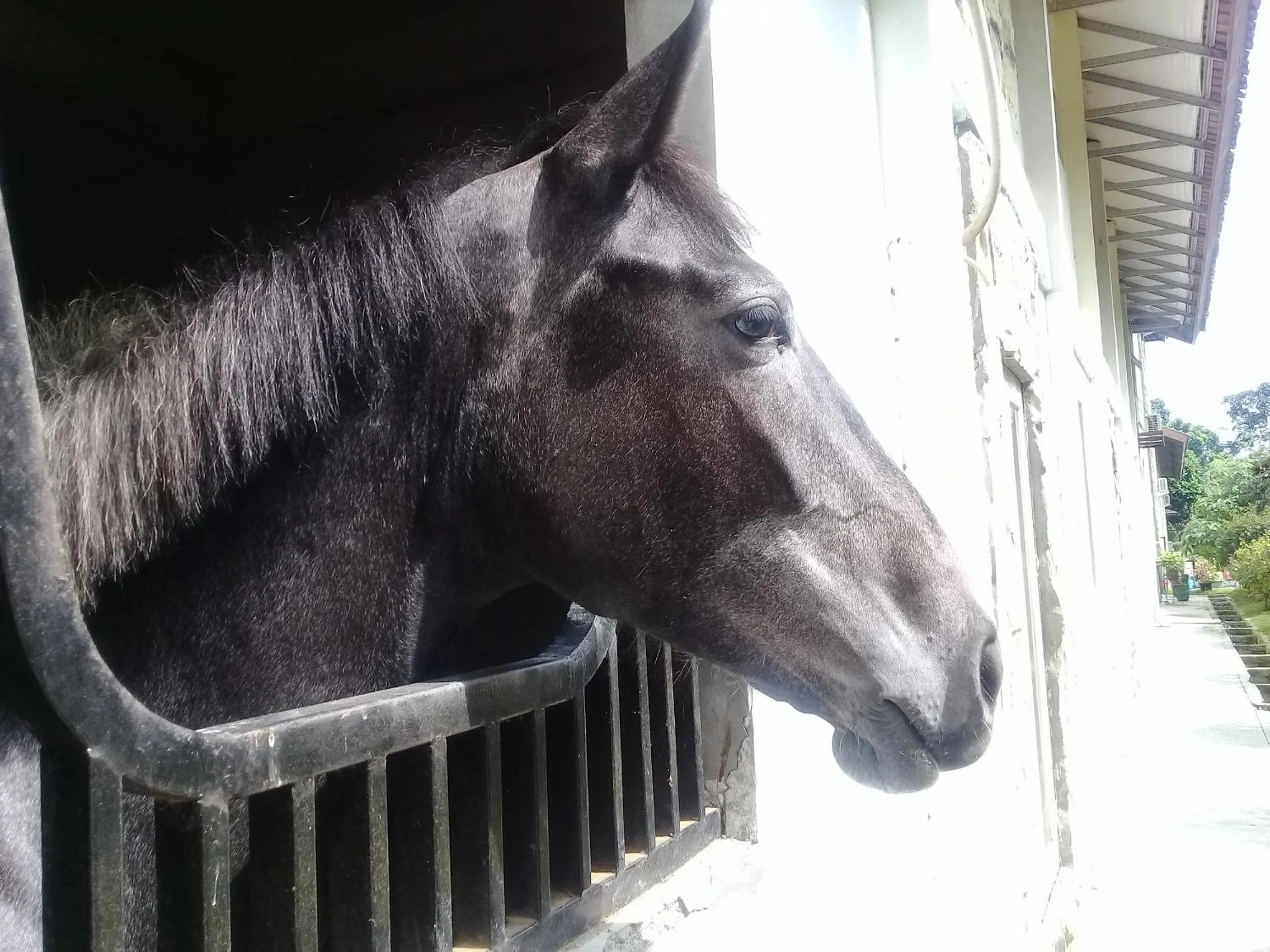 Horse-riding in APM Equestrian Resort
