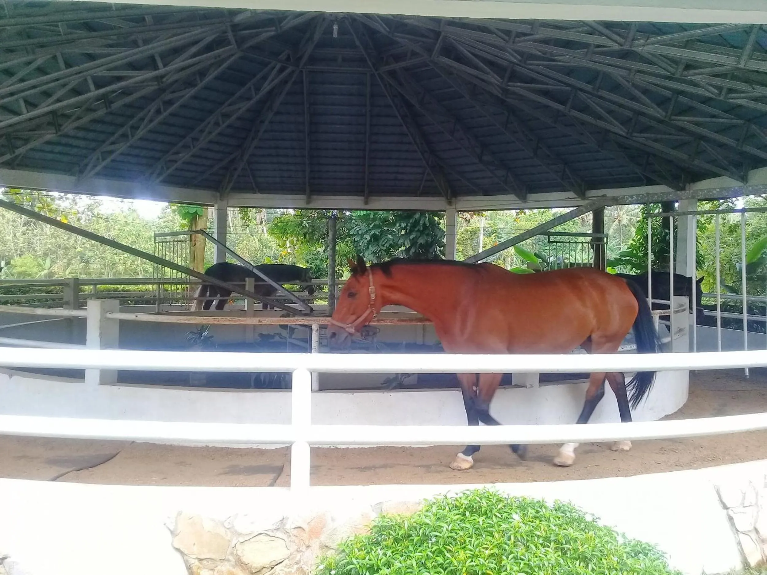 Horse-riding in APM Equestrian Resort