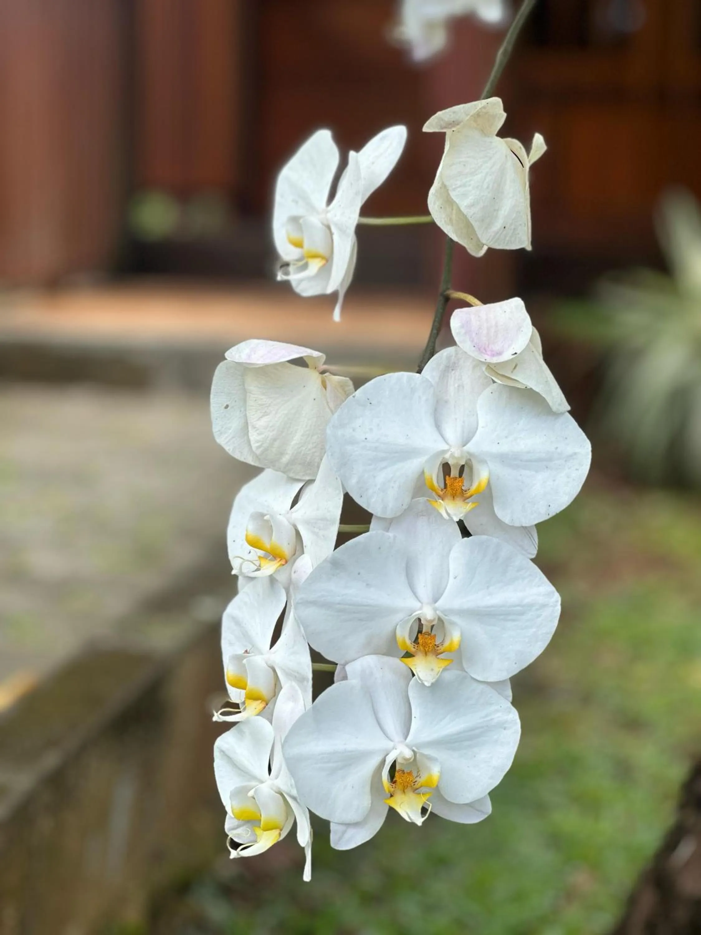Garden in APM Equestrian Resort