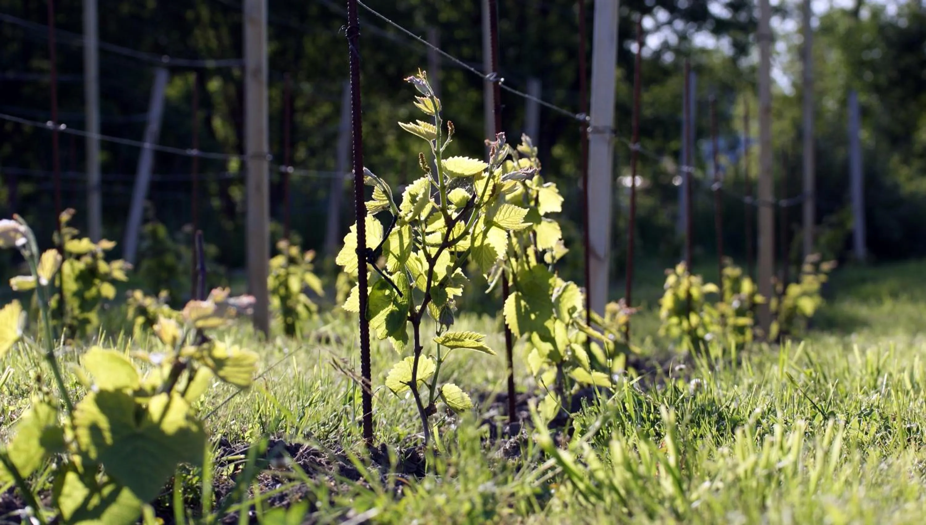 Restaurant/places to eat in Fjordhotellet