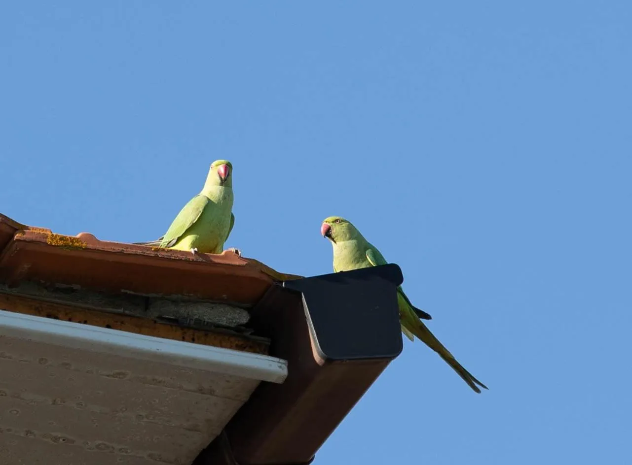 Garden view in Relais Villa Italia