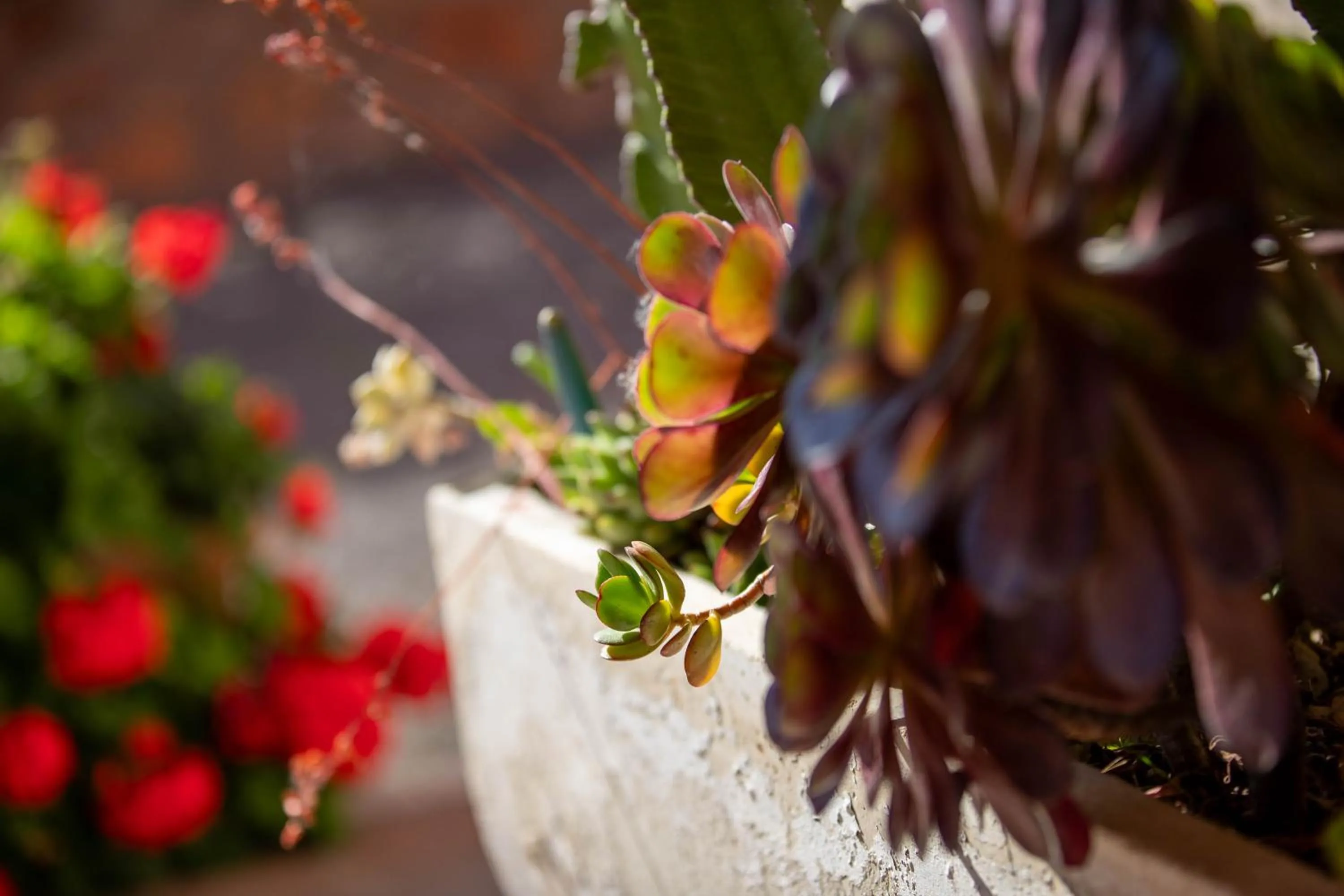 Garden in Relais Villa Italia