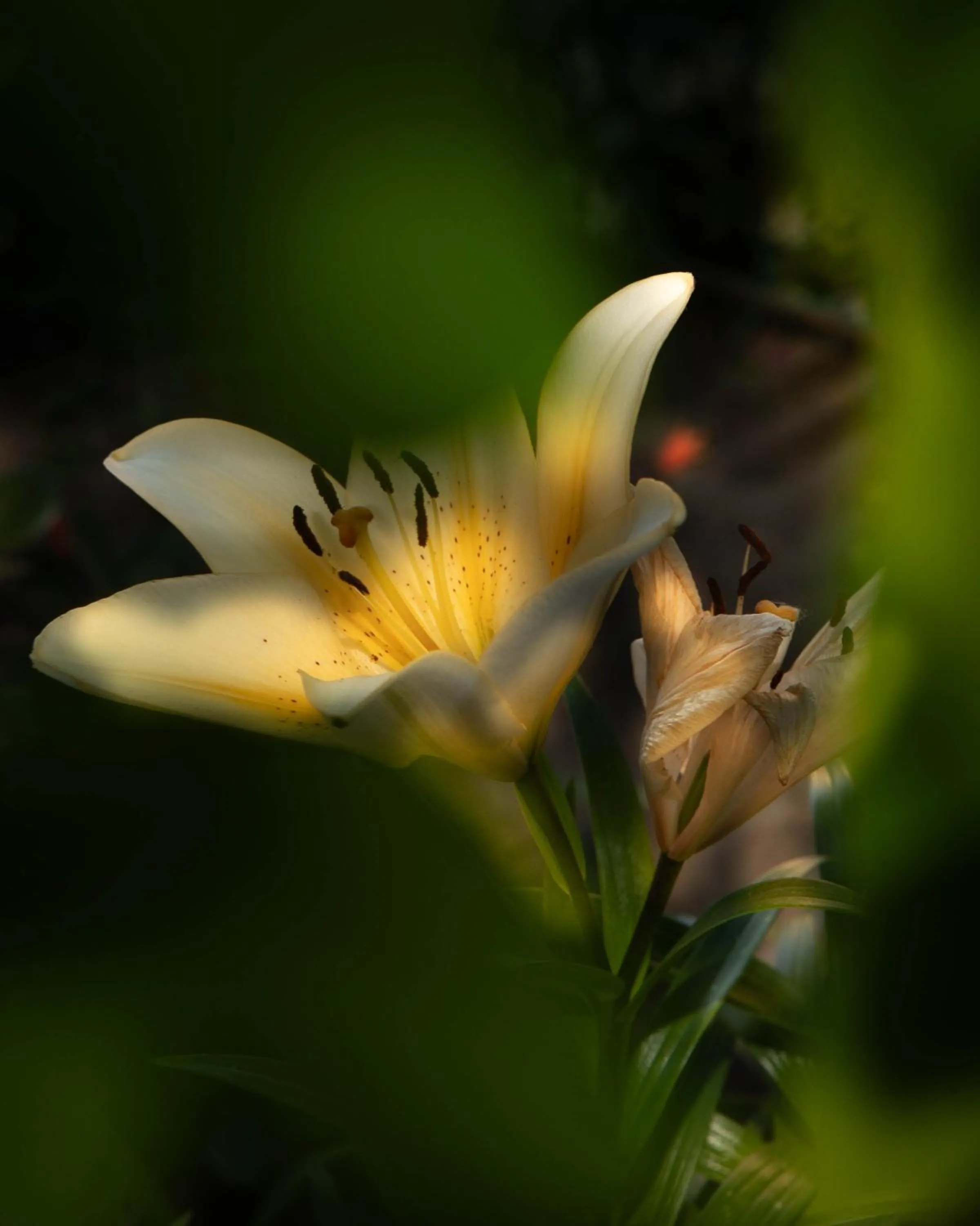 Garden in Relais Villa Italia