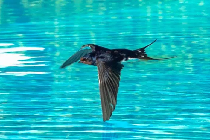 Swimming pool in Relais Villa Italia
