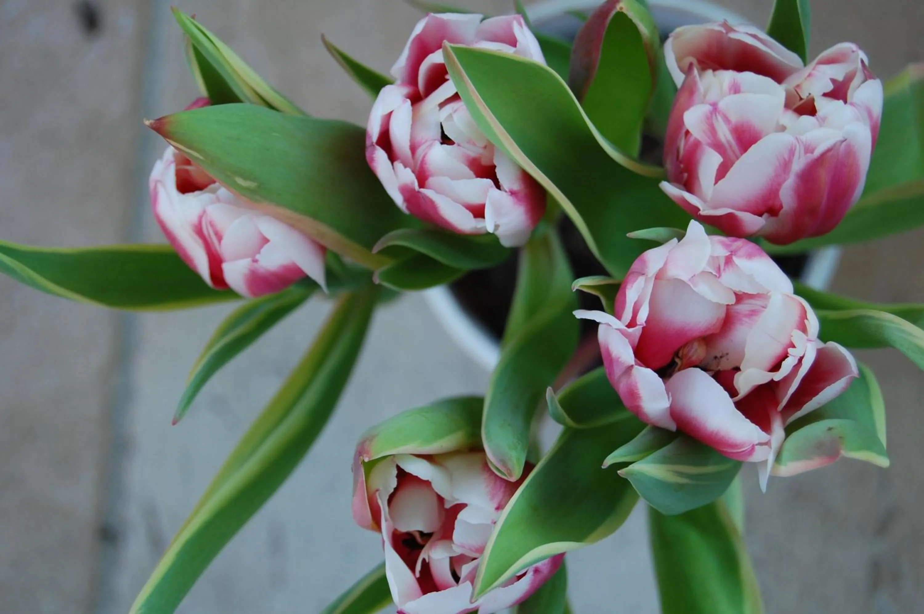 Decorative detail in Al Cardinale