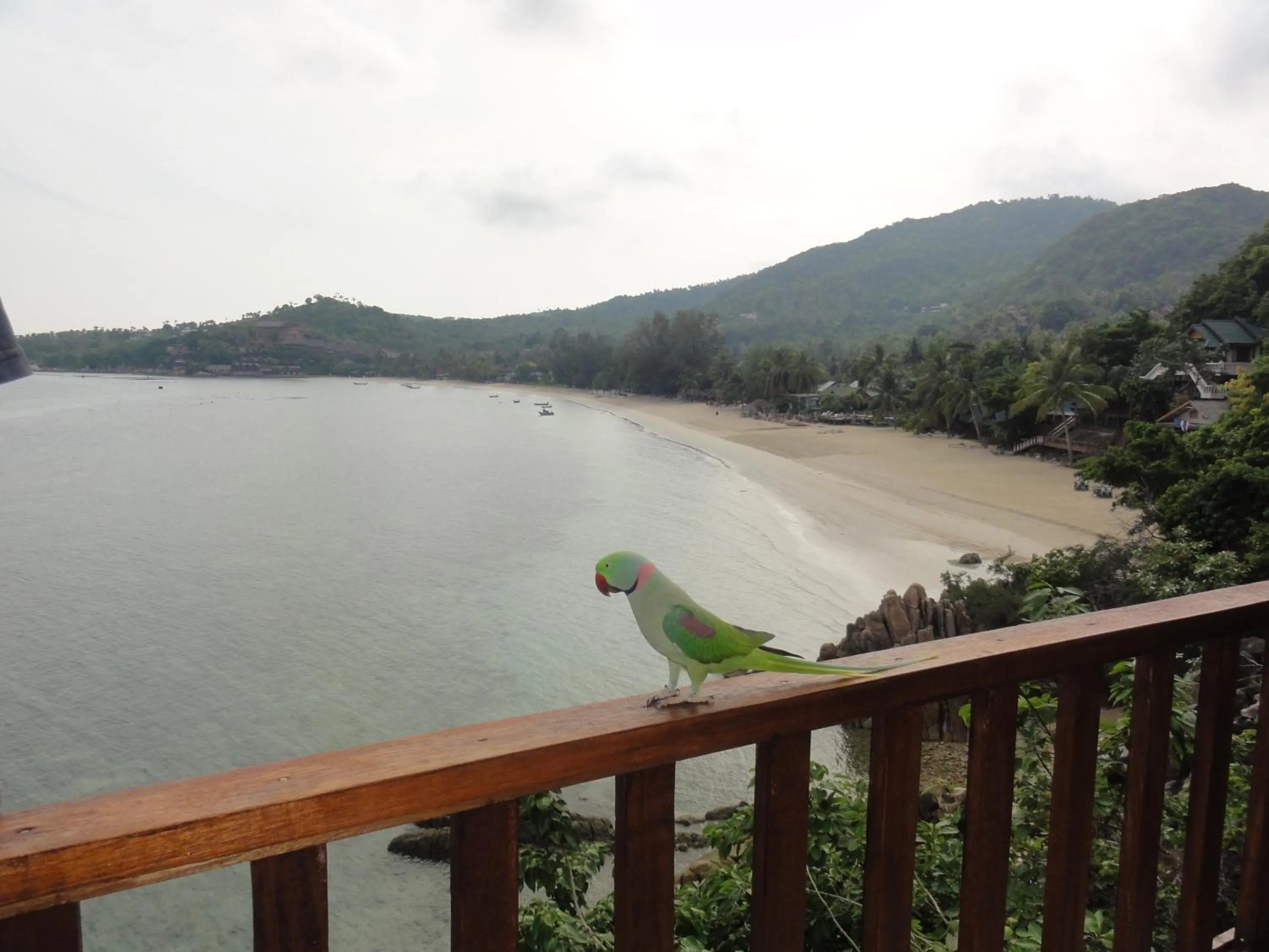 Pets in High Life Bungalow