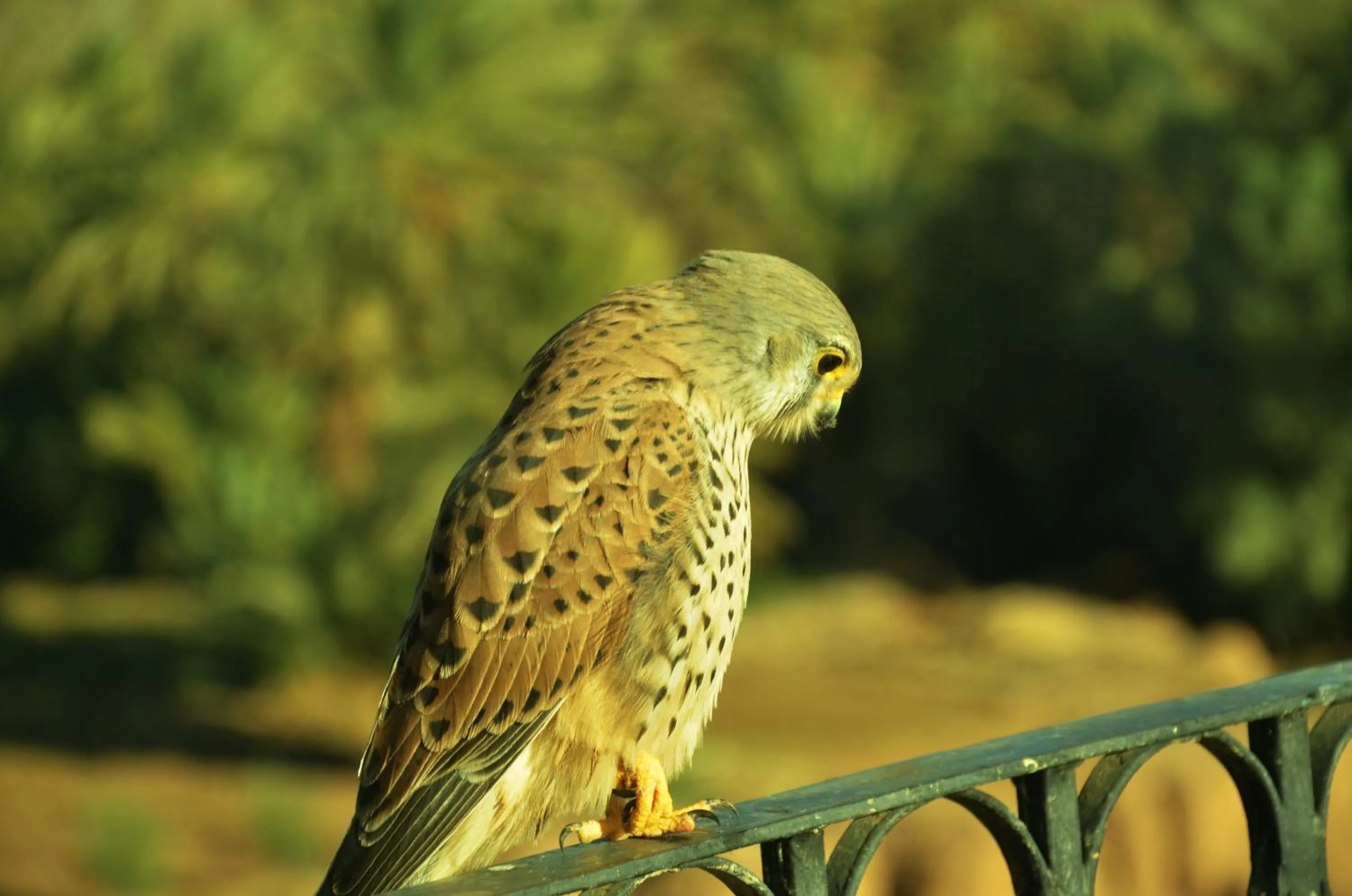 Pets in Riad Chay & Boutique