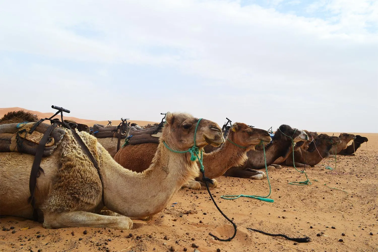 Animals in Riad Chay & Boutique