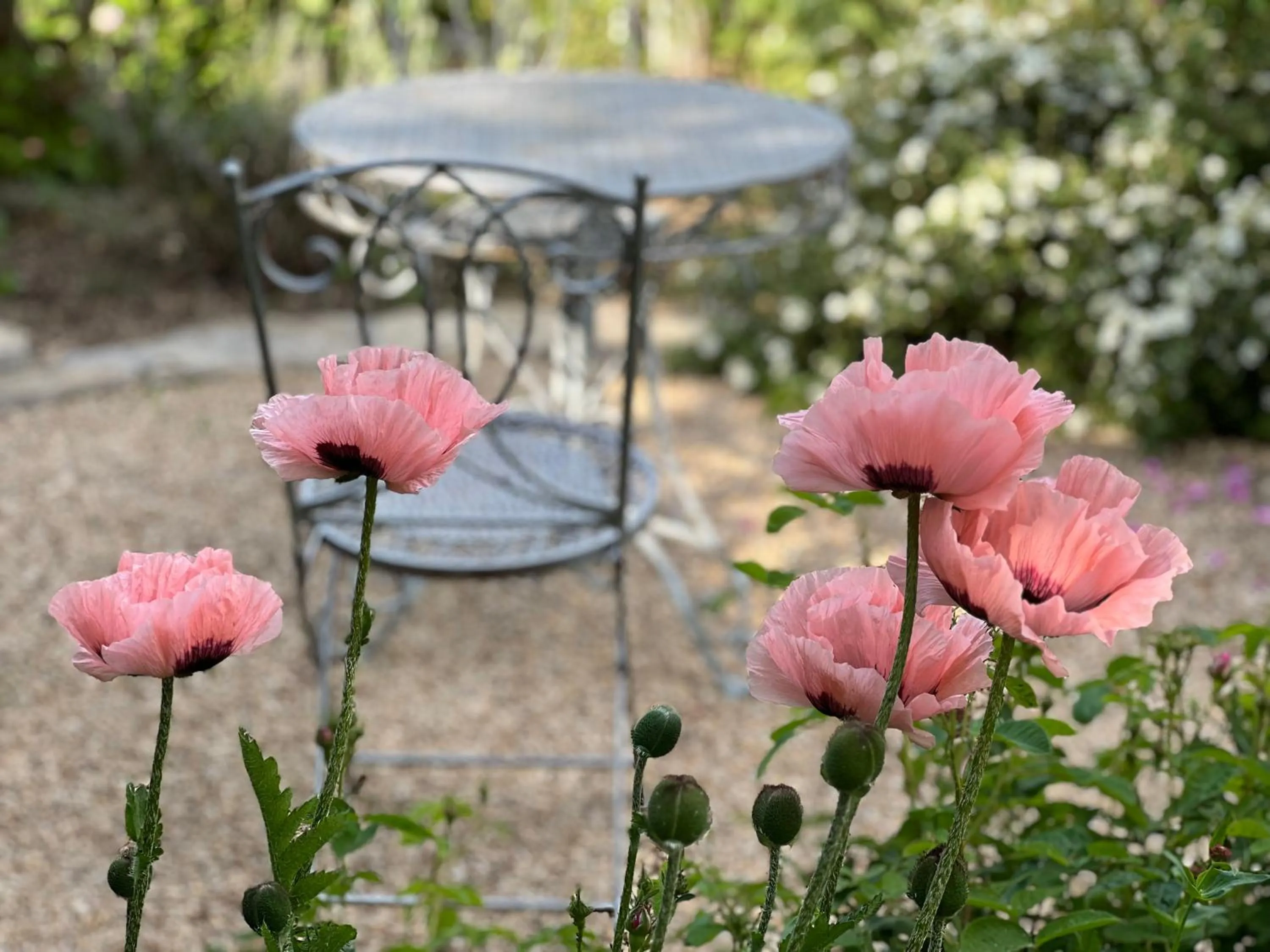 Garden in B&B Rosenliebe