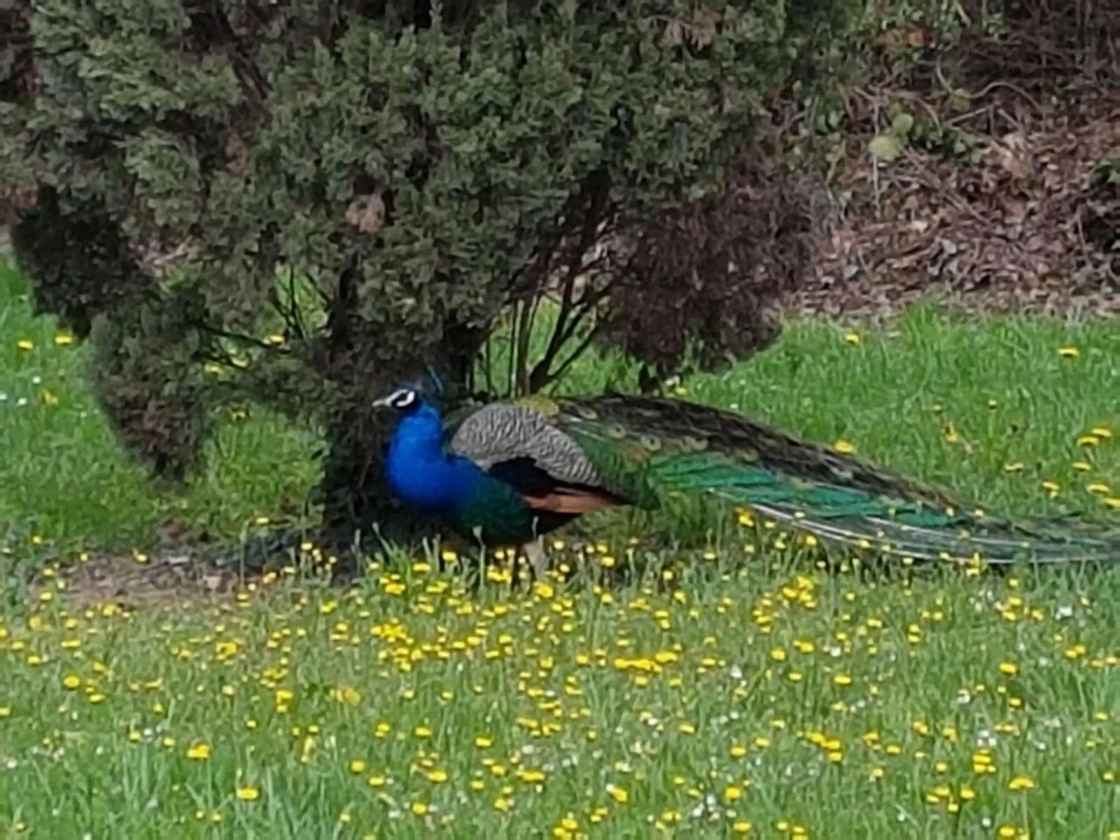 Animals in Residenza Hermitage