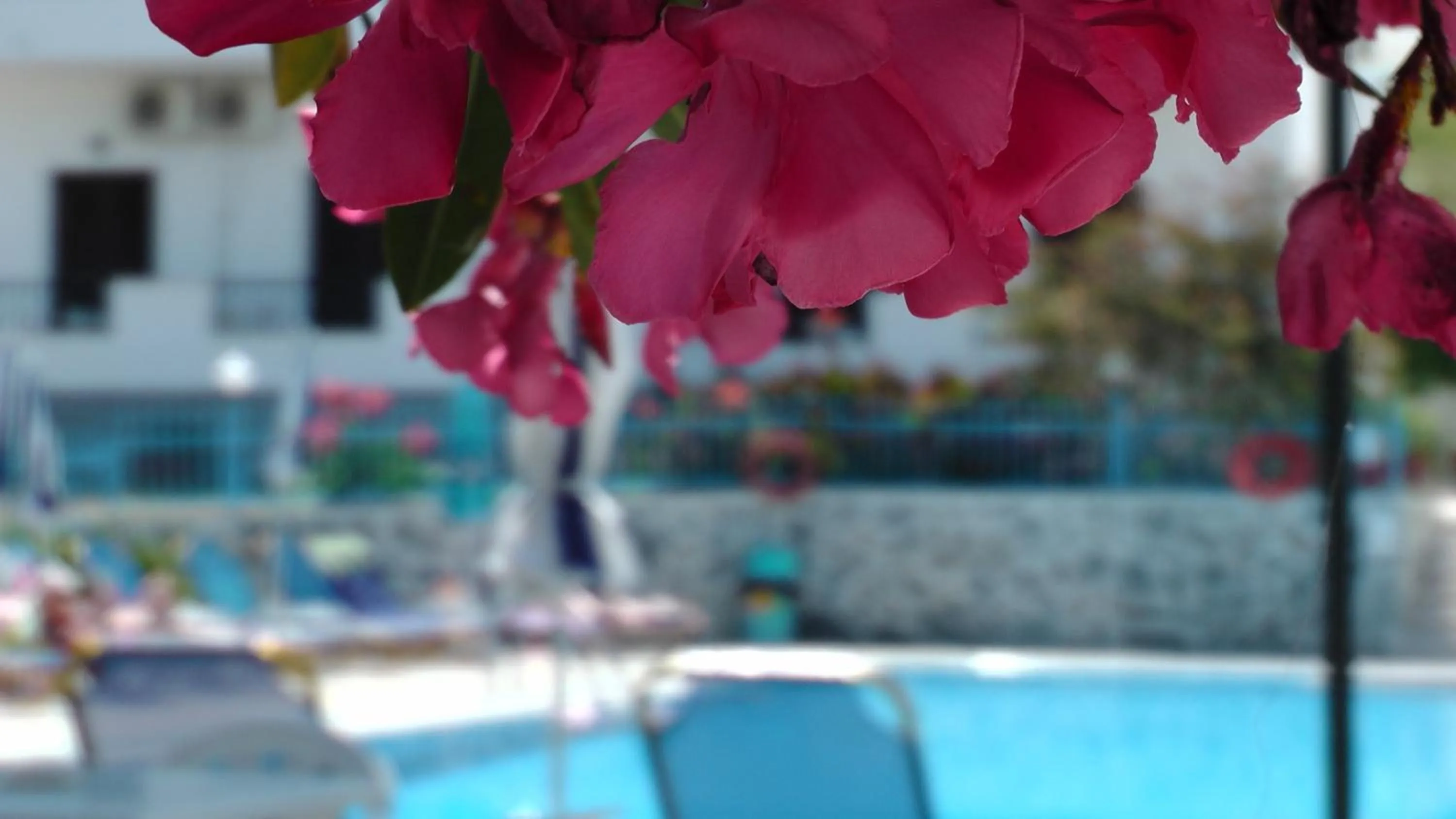 Garden in Tria Adelphia