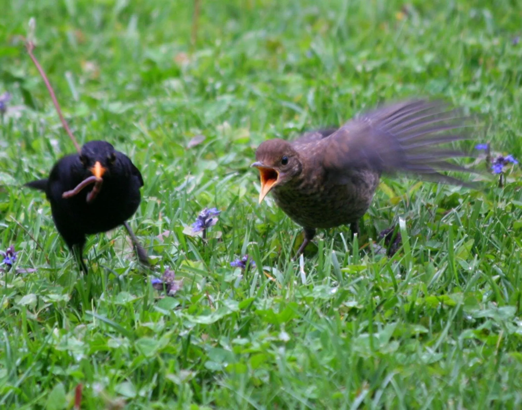 Animals in B&B La Casa Di Campagna