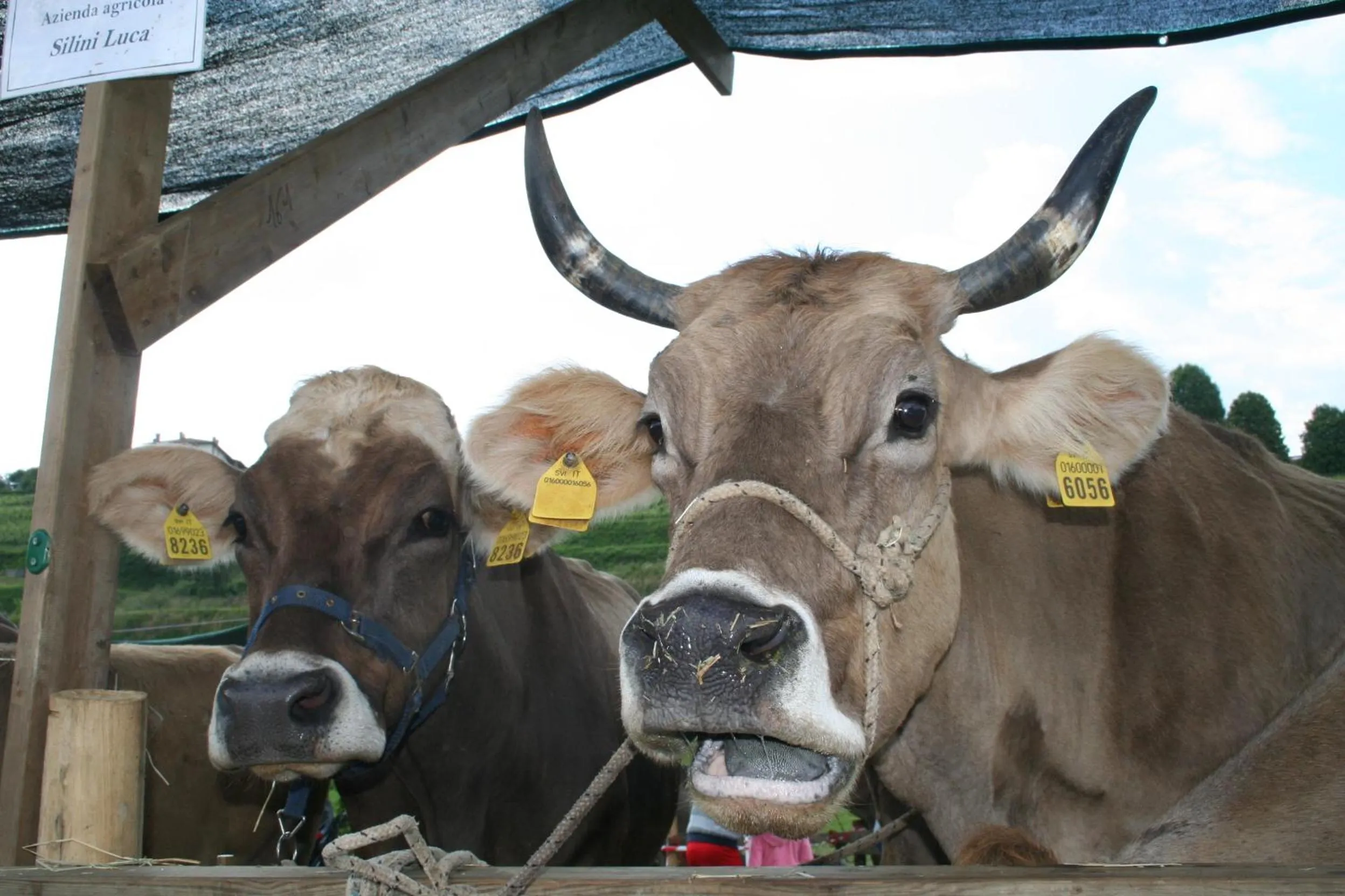Animals in B&B La Casa Di Campagna