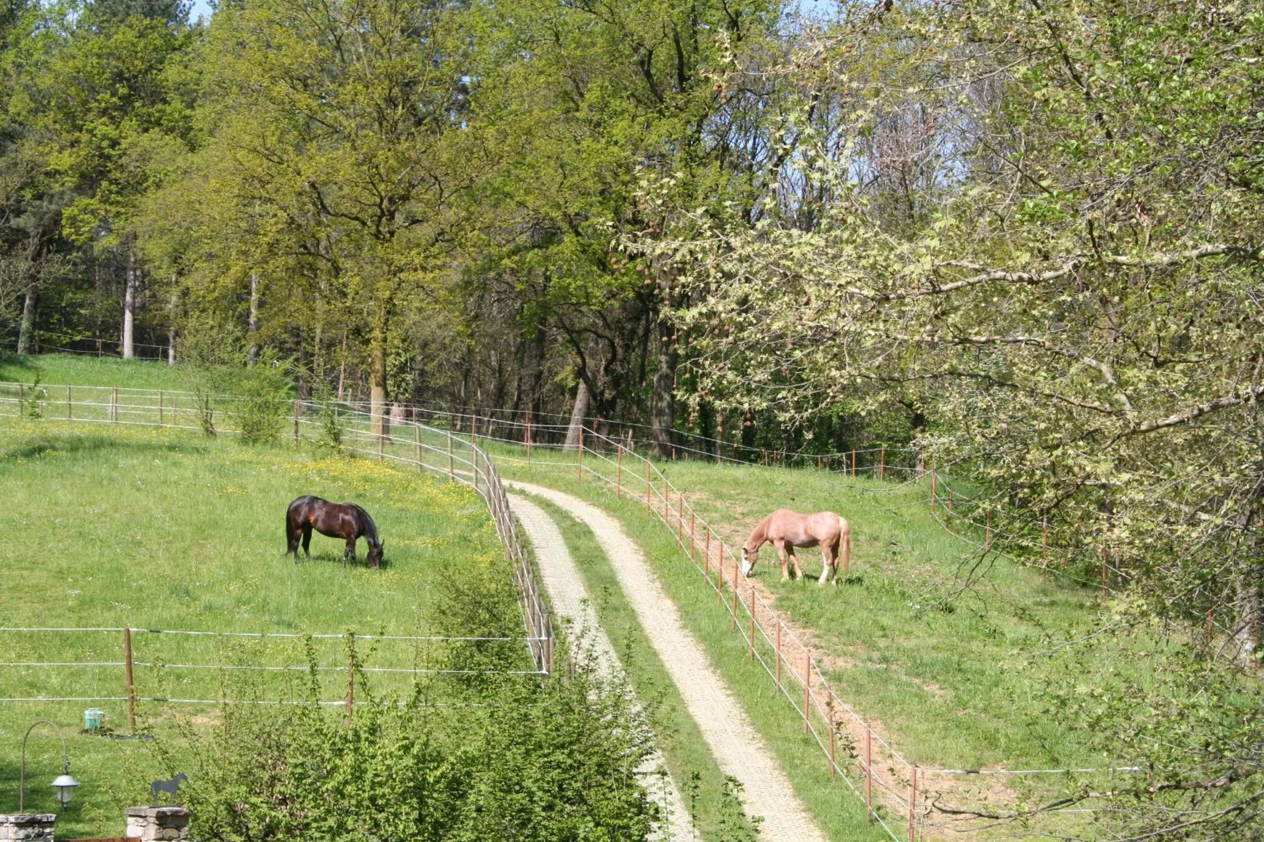 Animals in B&B La Casa Di Campagna