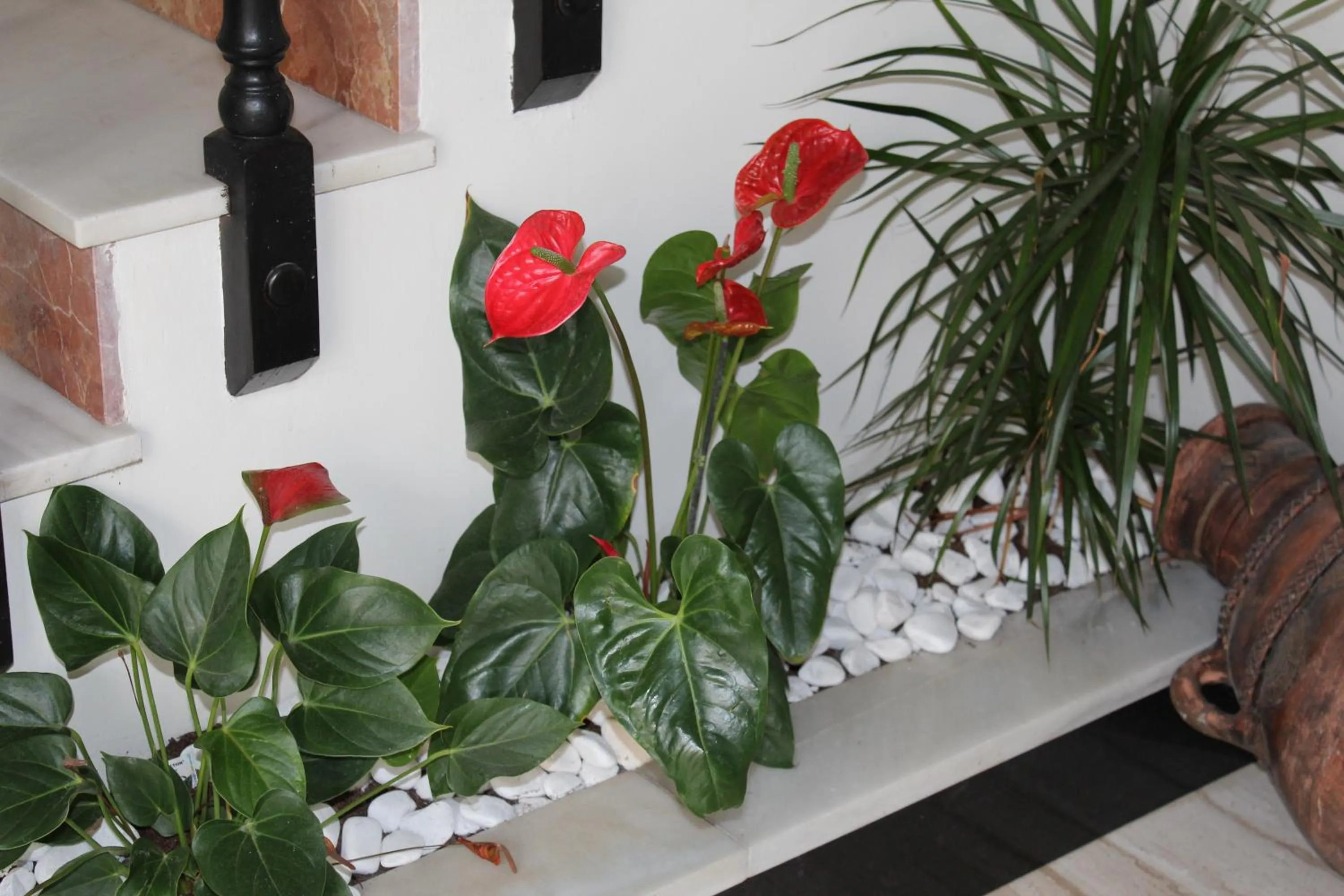 Garden in Hotel La Mirada