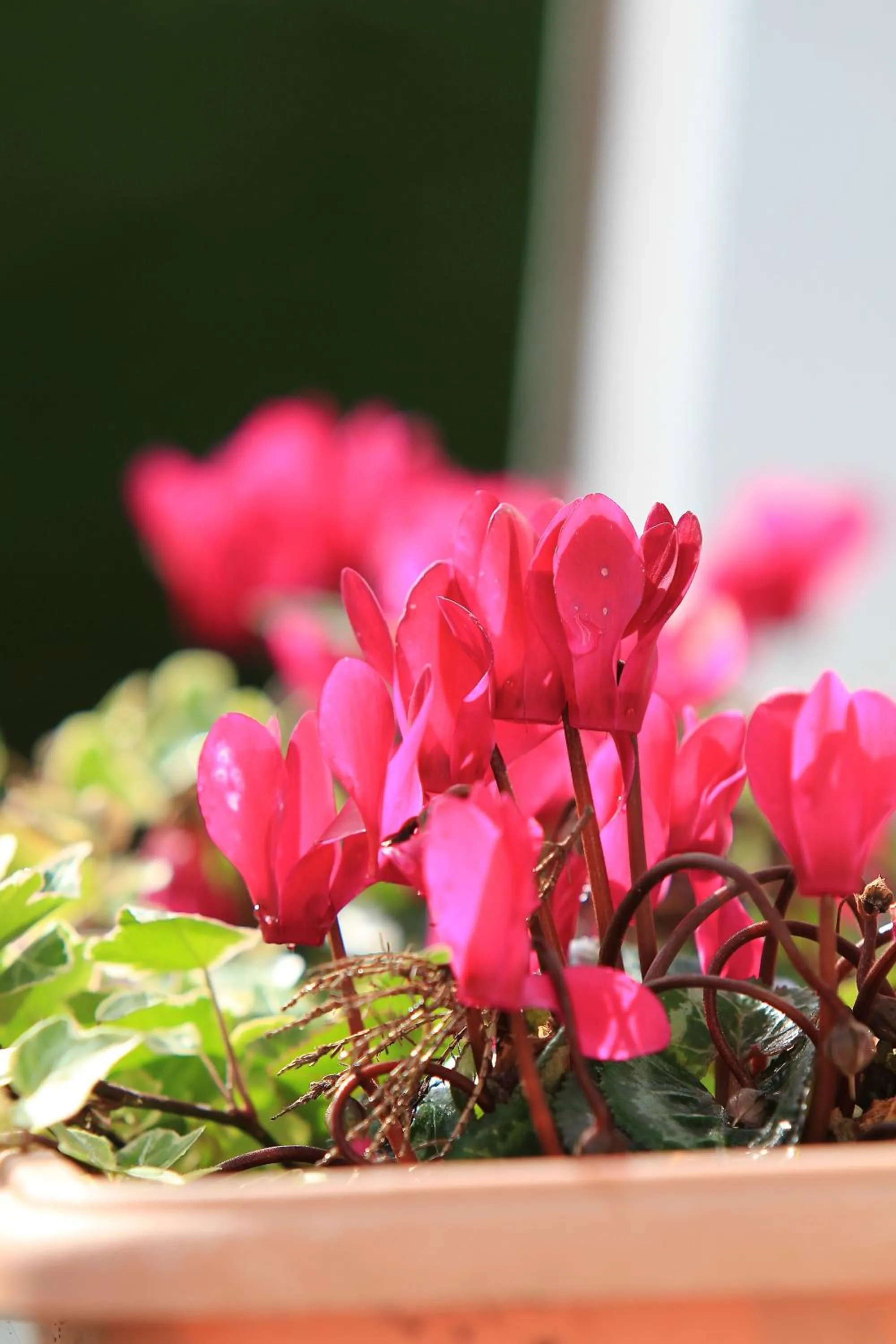 Decorative detail in Parkhouse B&B