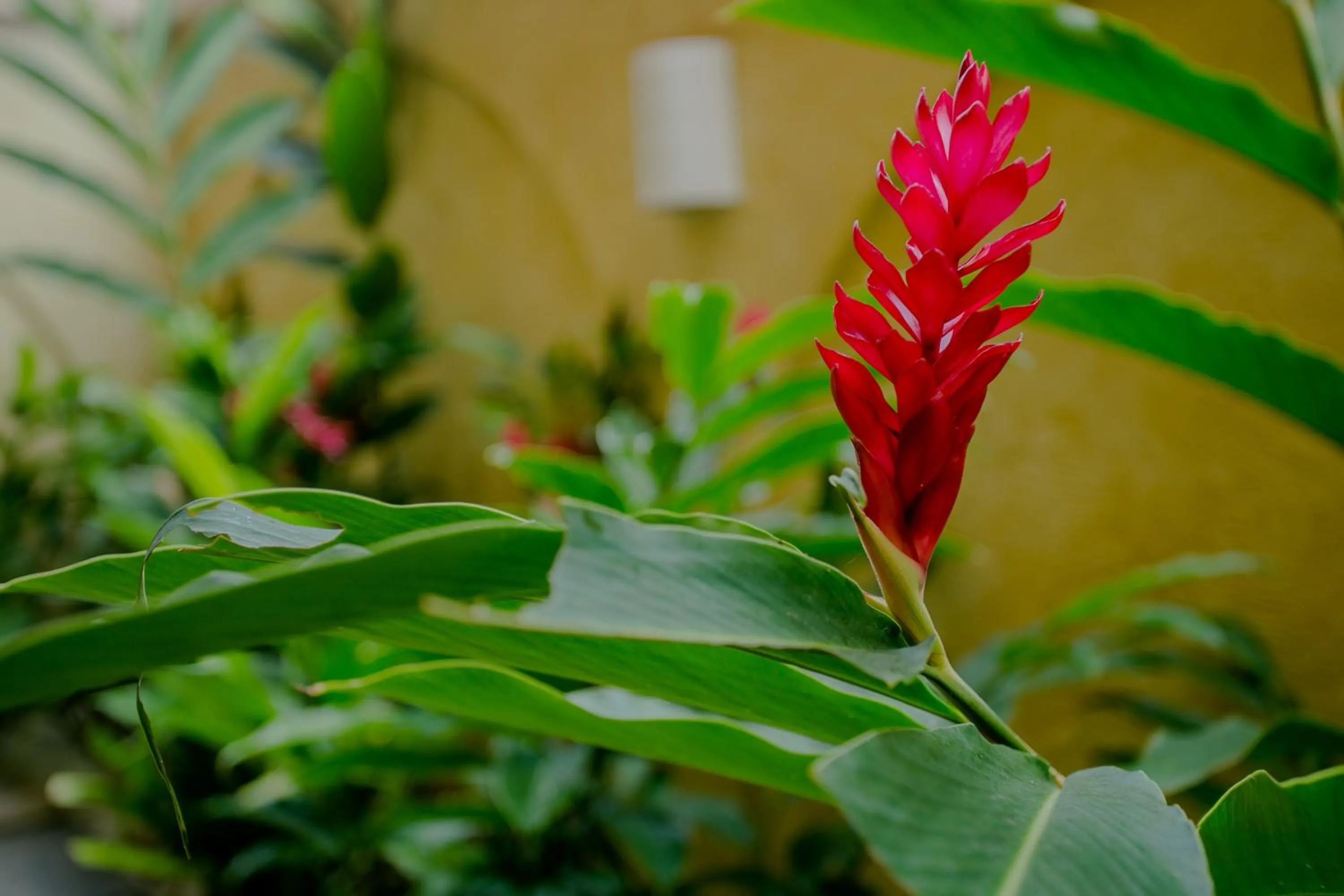 Garden in Beach Hotel Cambury
