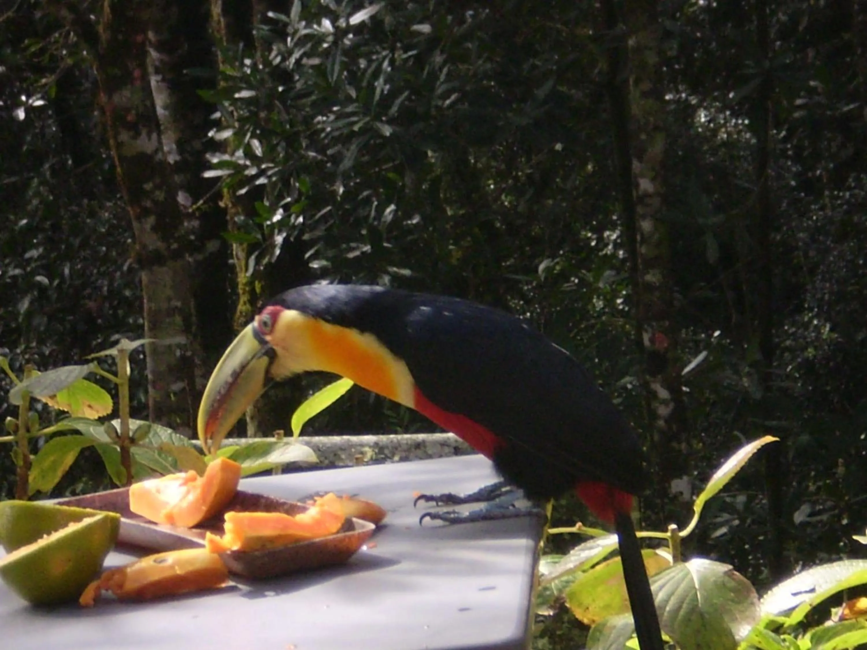 Animals in Estalagem Spiller