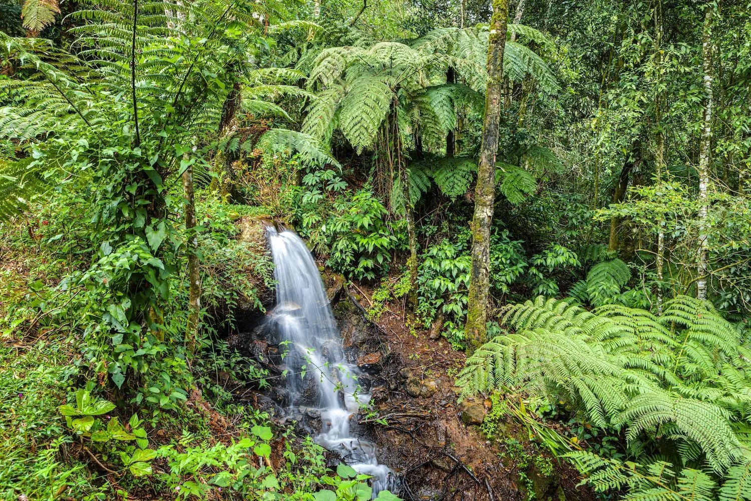 Garden in Estalagem Spiller