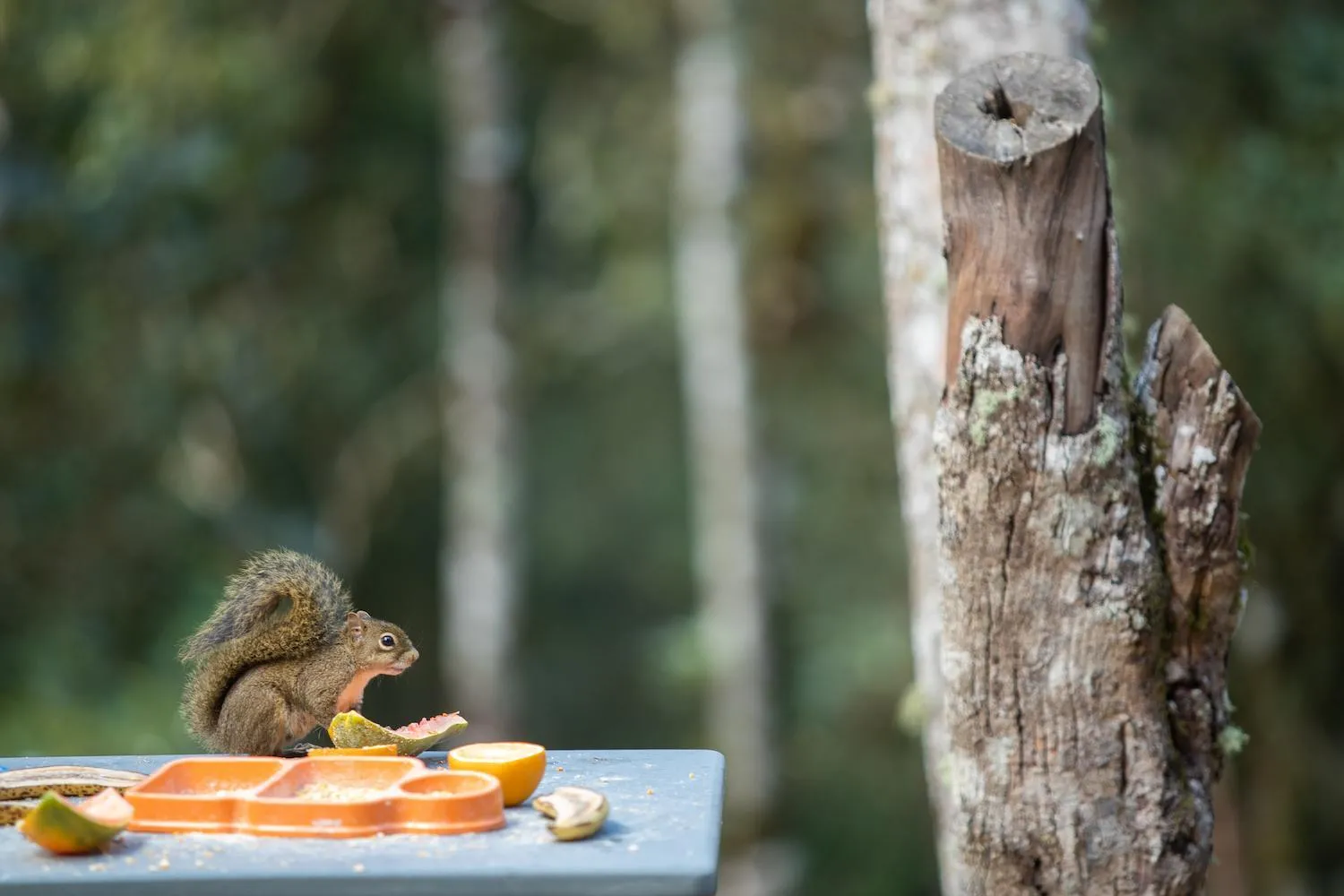 Animals in Estalagem Spiller