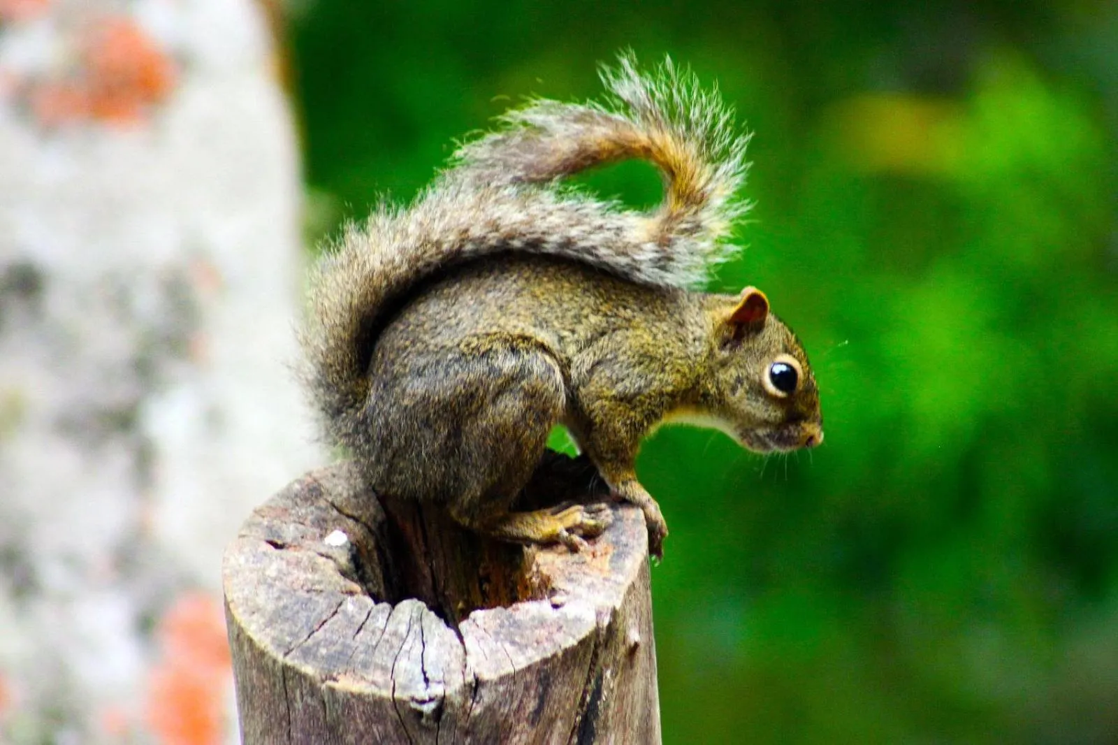 Animals in Estalagem Spiller