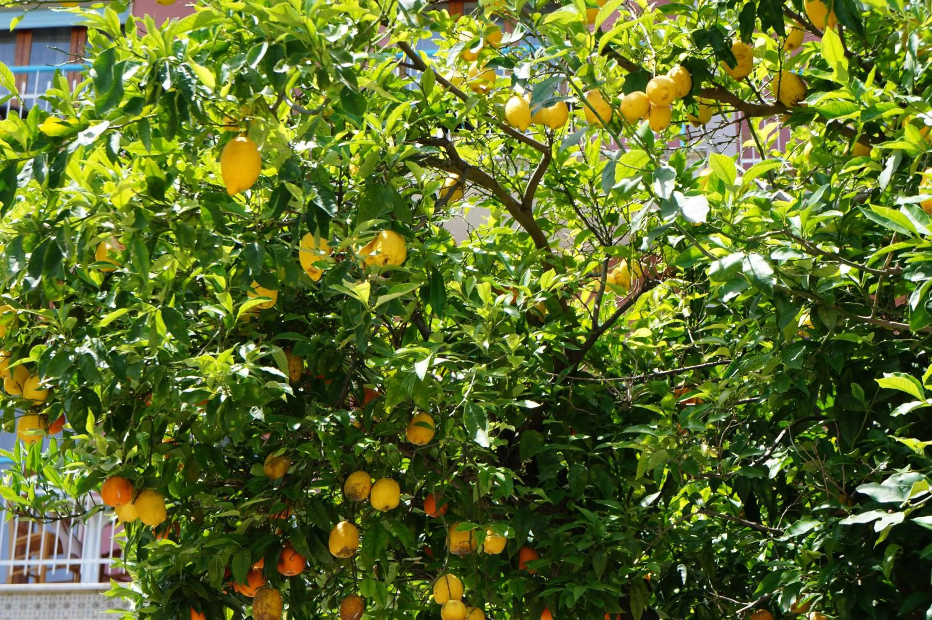 Garden in Villa Susy Relais