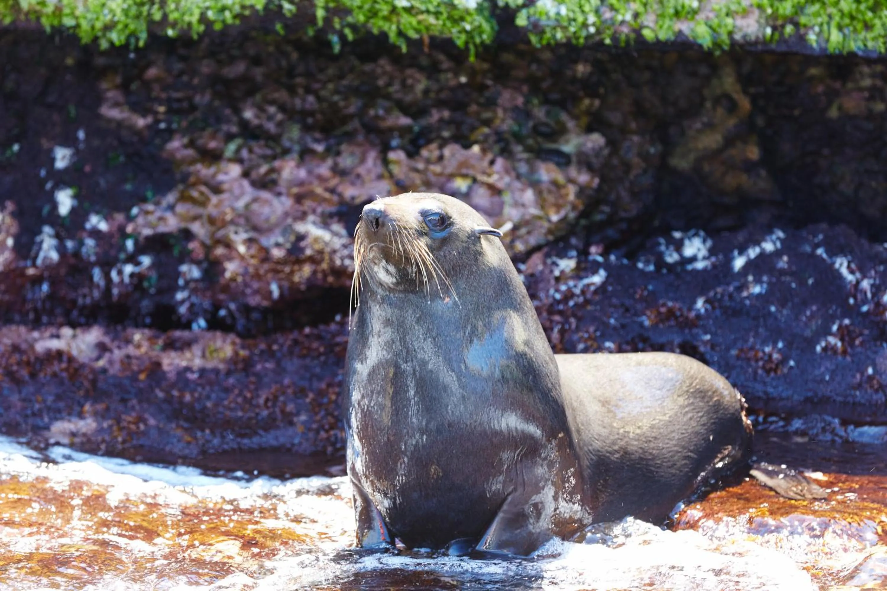 Animals in Stay Rottnest